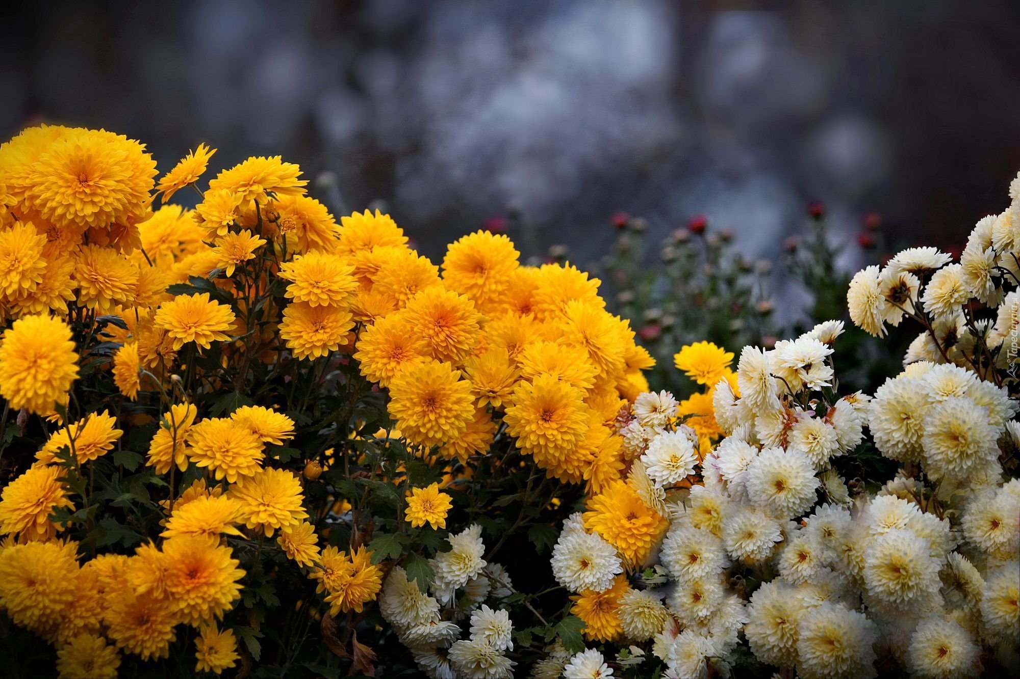 Цветочки осенью. Желтые дубочки хризантемы. Хризантемы Дубки. Хризантема корейская Стожары. Дубки цветы хризантемы.