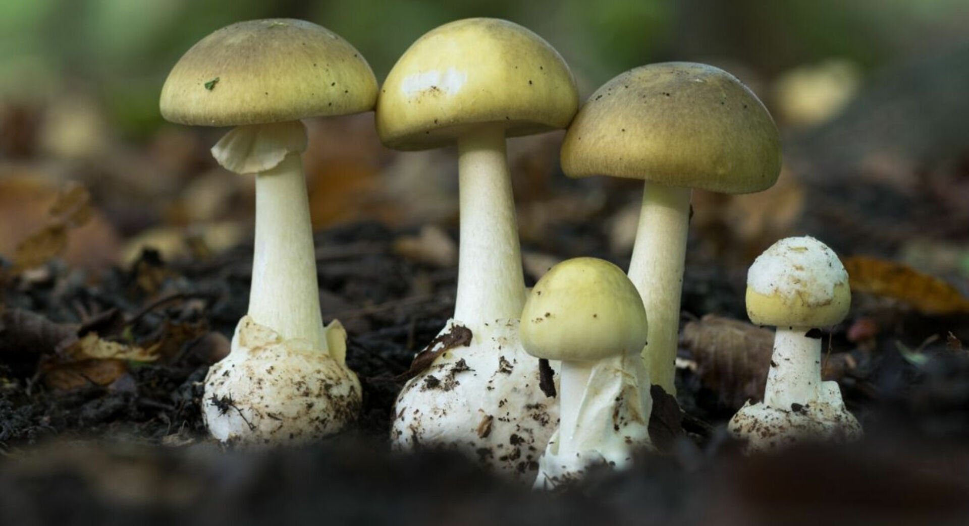 Ложная поганка. Бледная поганка ядовитые грибы. Поганка гриб. 1. Бледная поганка. Amanita phalloides гриб.