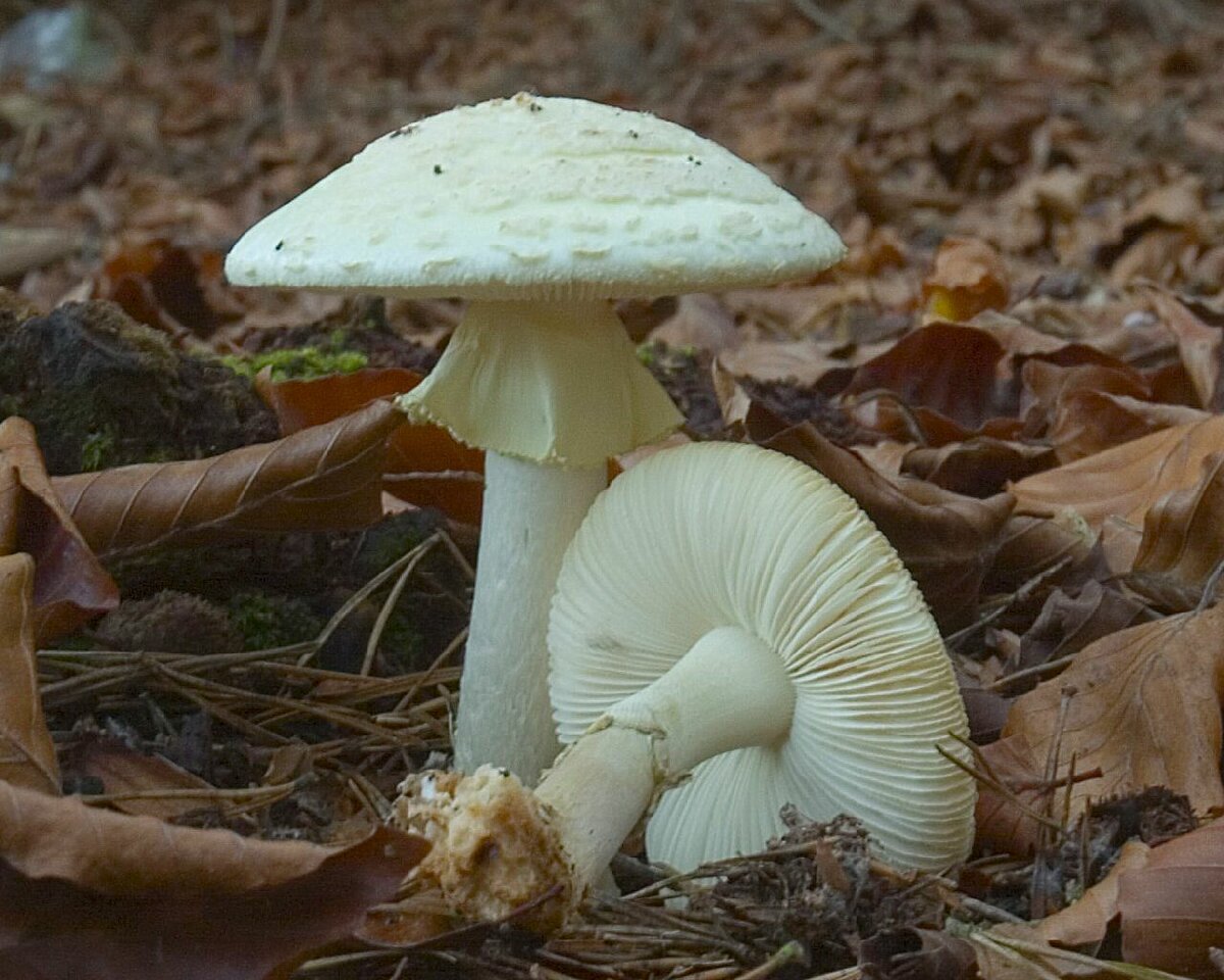 Бледная поганка. Бледная поганка ядовитые грибы. Аmanita phalloides – бледная поганка. Бледная погоганка гриб. Растение поганка