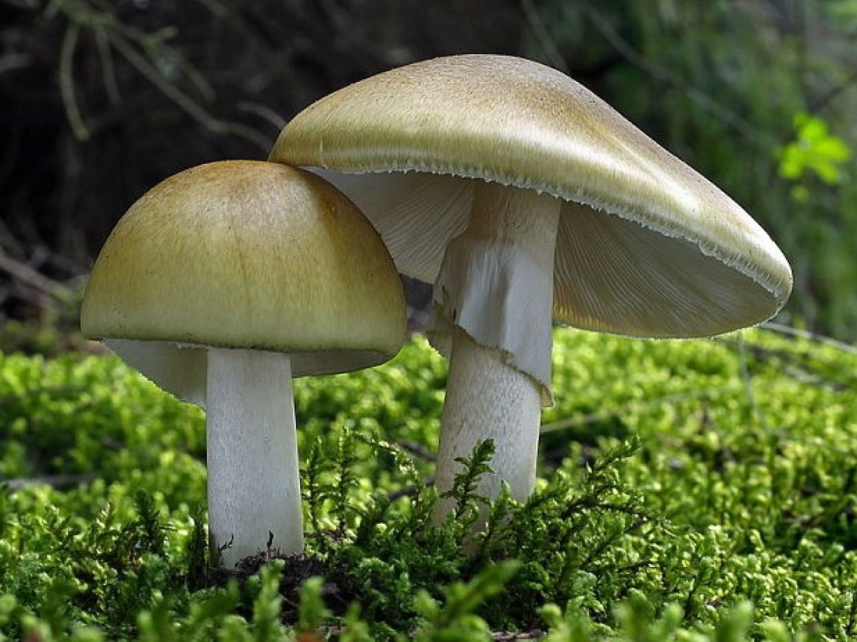 Бледная поганка. Бледная поганка ядовитые грибы. Бледная поганка гриб фото. Бледная поганка зеленая. Тип бледной поганки