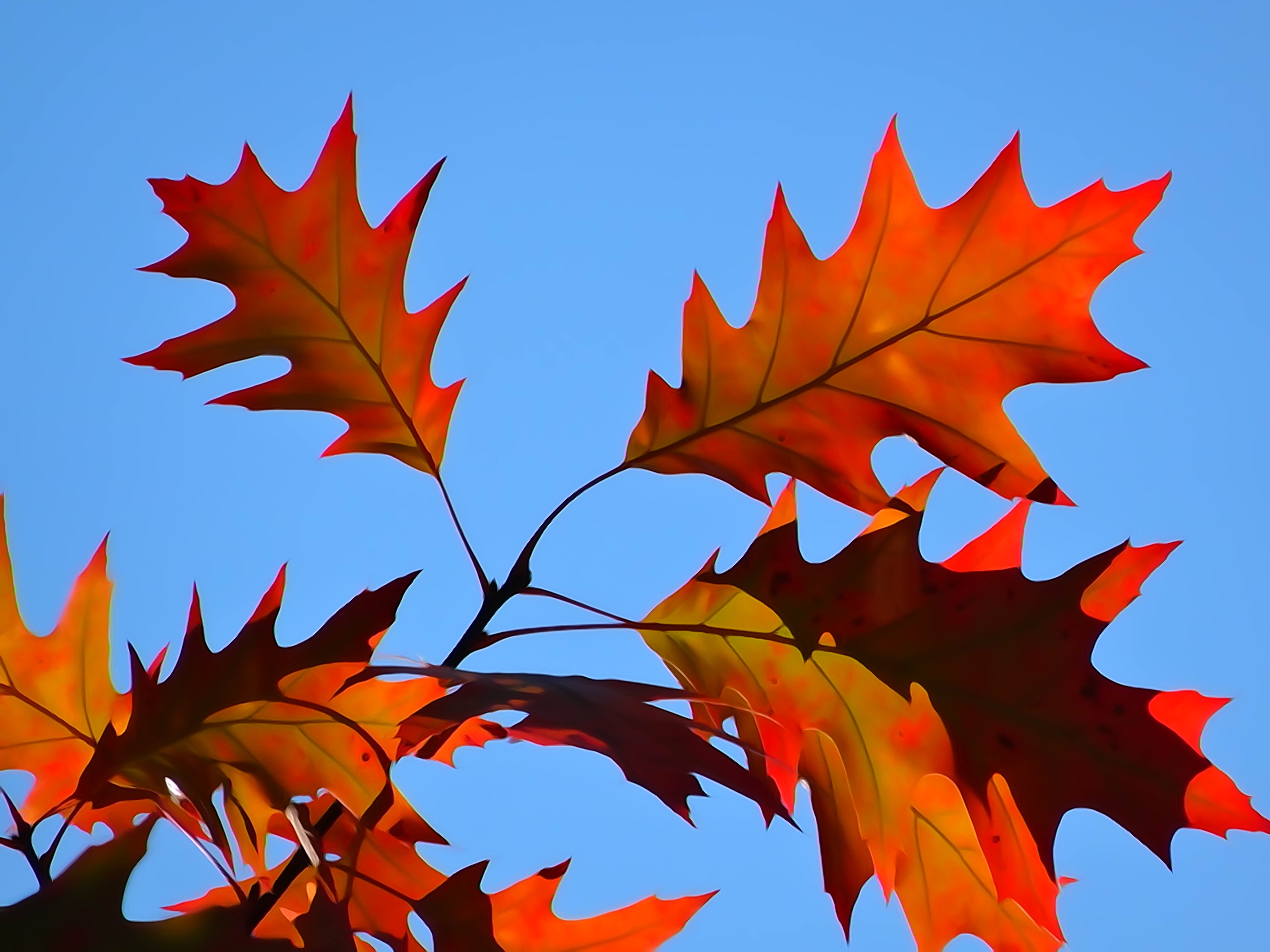 Цвет листа клена осенью. Кленовый лист. Листики осенние. Осенний листок. Красивые осенние листья.