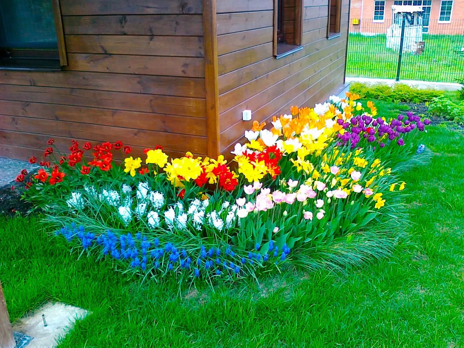 Какие цветы посадить перед домом. Сибирский палисадник. Миксбордер из однолетников. Красивые клумбы. Клумбы на даче.