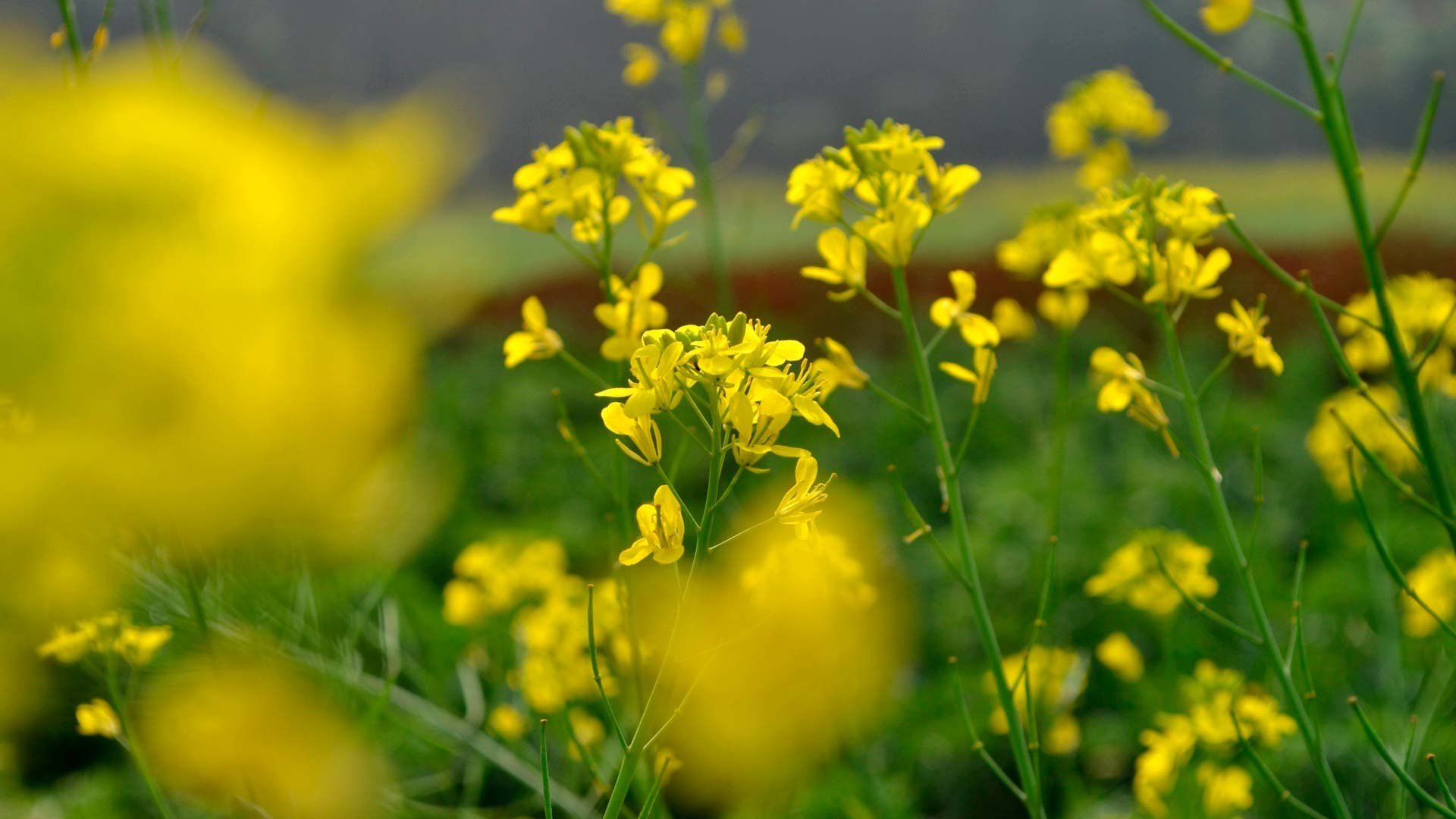 Желтая трава название. Витекс желтый полевой цветок. Рапс полевой желтый. Желтоголовник Луговой. Луговые дикоросы желтые.