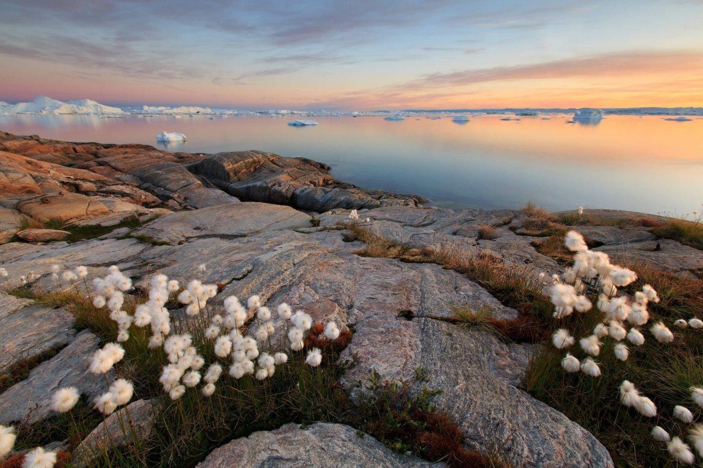 Цветущая тундра весной. Арктическая тундра на острове Врангеля. Цветущая тундра остров Врангеля. Арктические пустыни остров Врангеля.