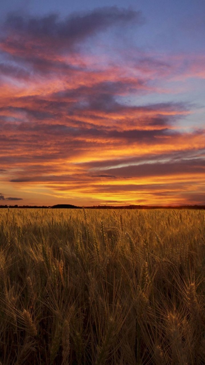 Никитин стихотворение в синем небе. Закат в поле. Красивый закат в поле. Закат в прериях.