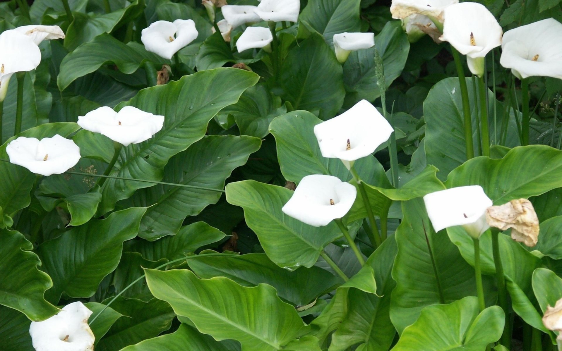 Цветы садовые названия листья. Калла белая корневищная. Белые каллы цветы. Калла цветок белая корневищная. Calla Lily цветок листья.