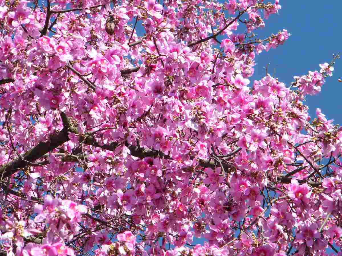 Сейба дерево. Сейба цветение. Пасхальное дерево цветущее. Дерево цветущее розовыми цветами.