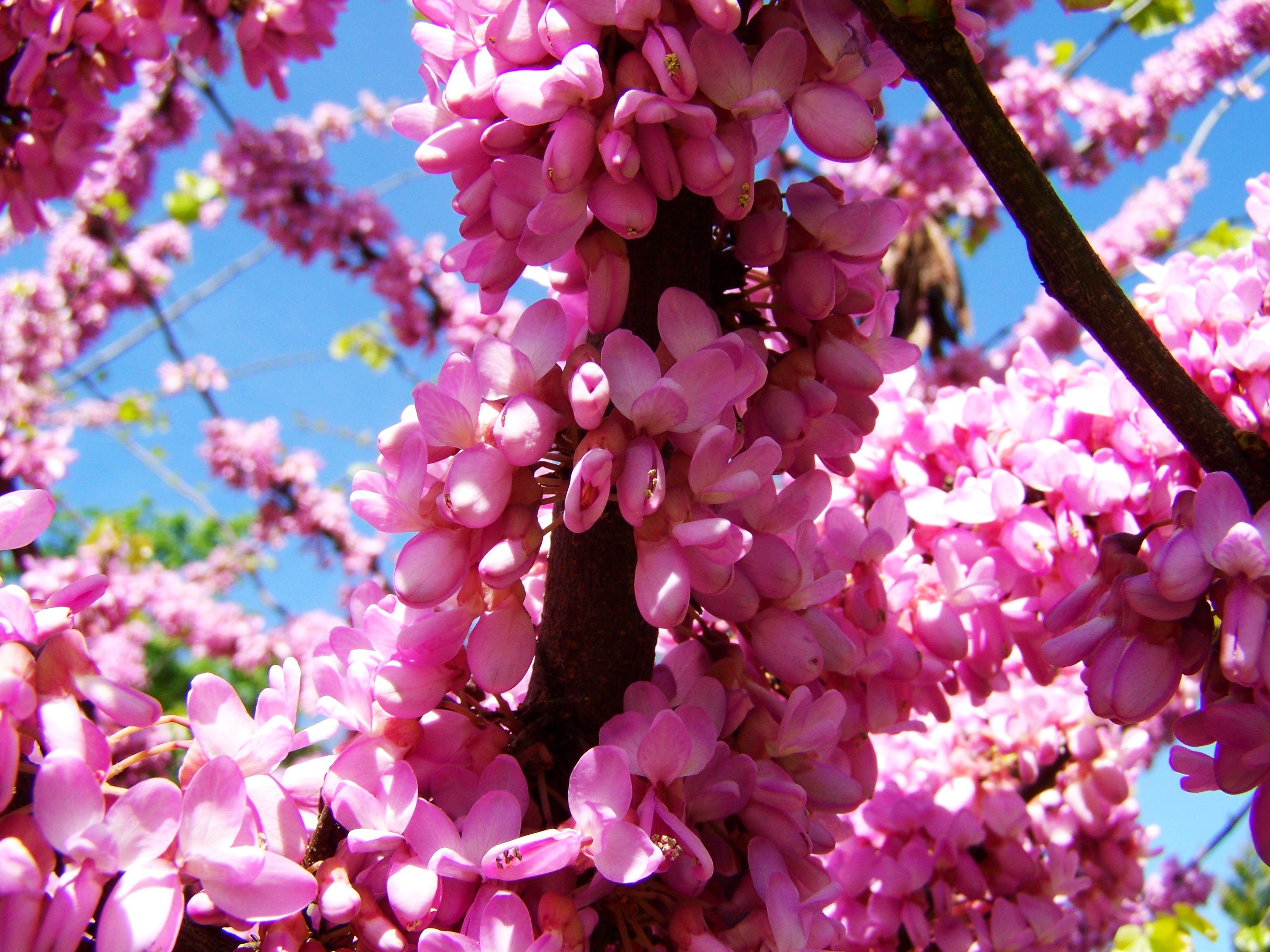 Дерево цветет розовым название. Сакура кустарник. Деревья цветущие розовыми цветами. Розовые цветы на дереве. Дерево цветет розовыми цветами.