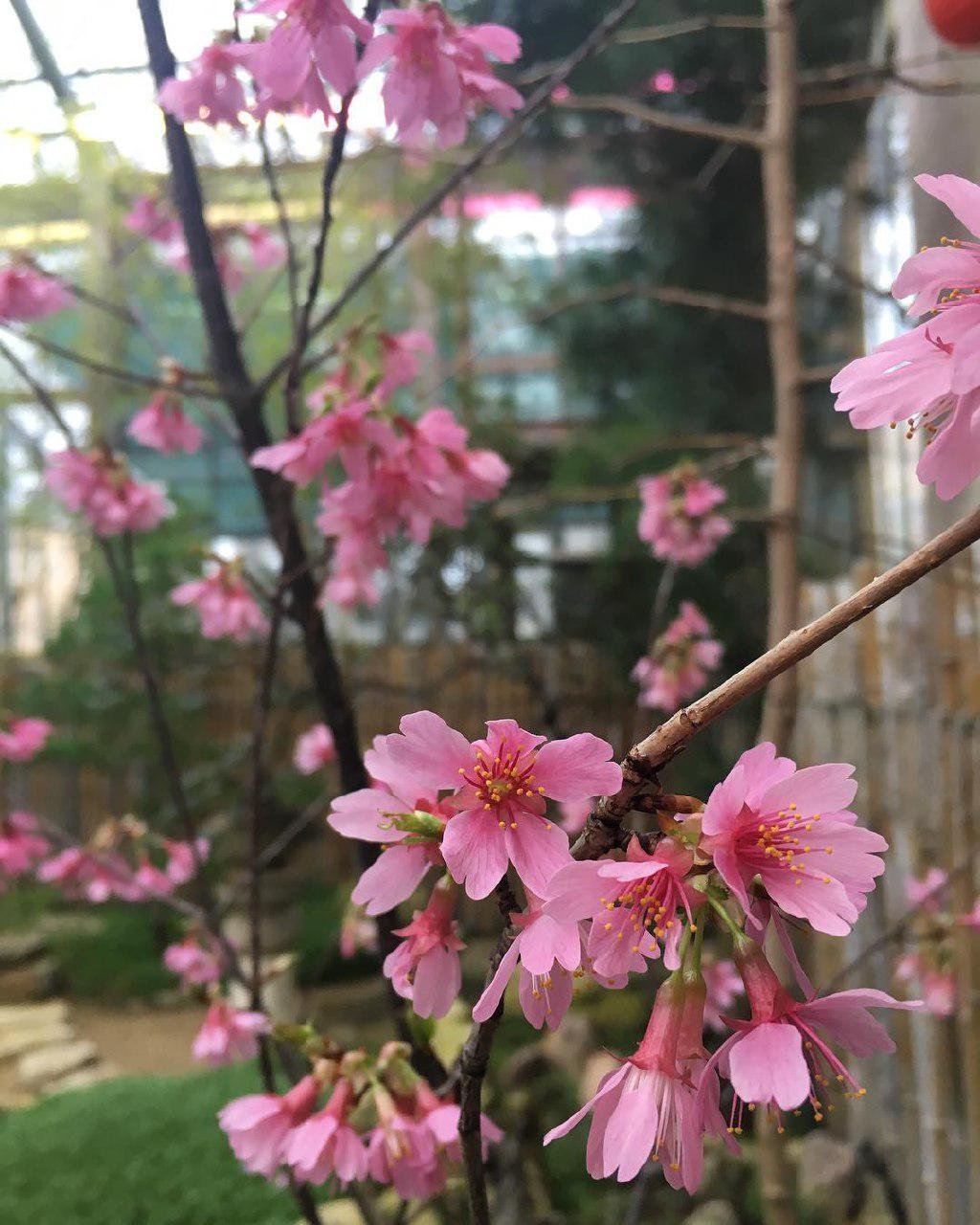 Цветет розовыми цветочками. Сакура Тайхаку. Сакура Тайхаку цветение. Сакура плодоносит. Сакура отцвела Ботанический сад.