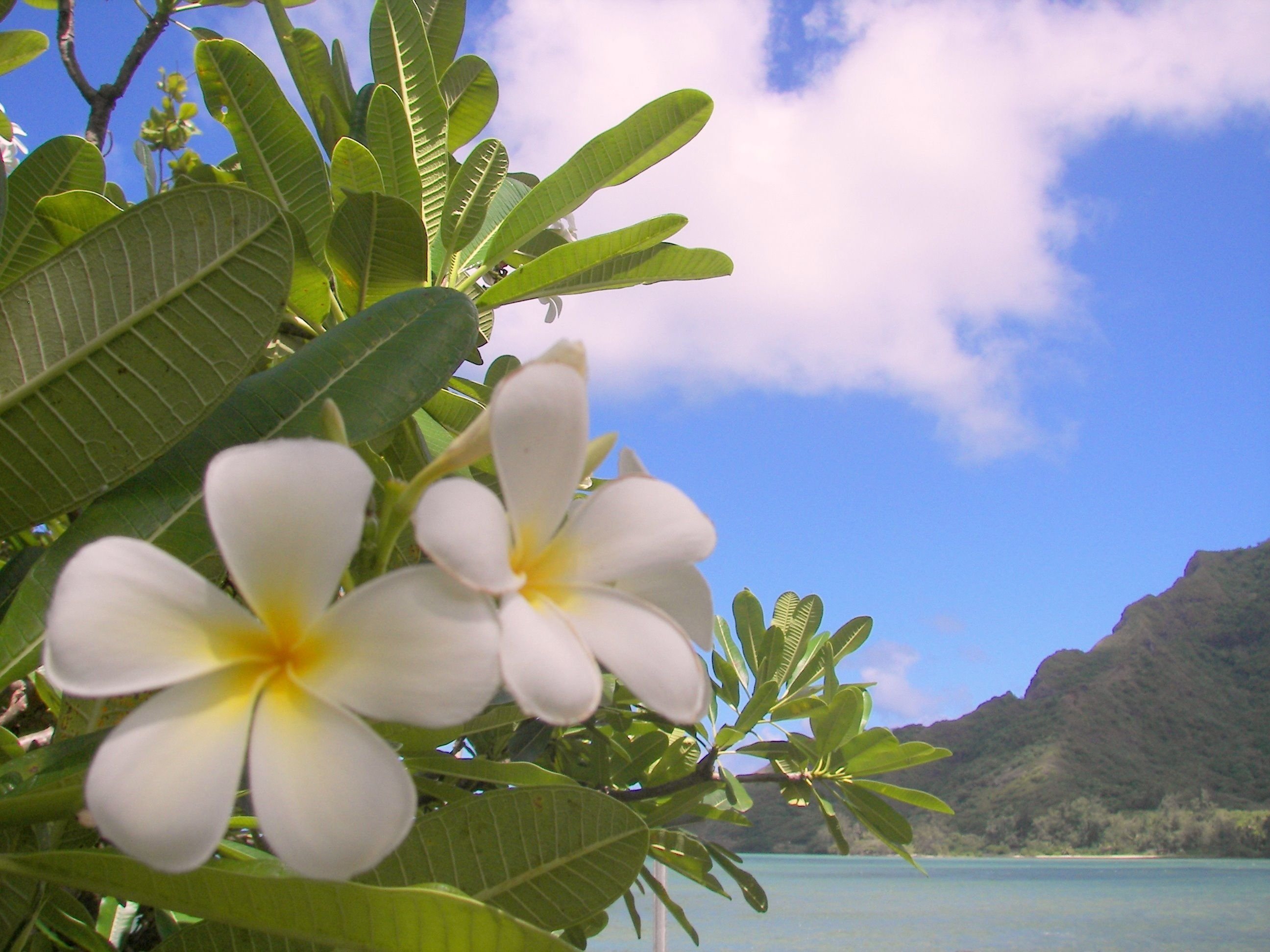 Цветы на бали. Цветы Плюмерия Франжипани. Франжипани Гавайи. Плюмерия Гавайи. Цветок Тайланда Франжипани.