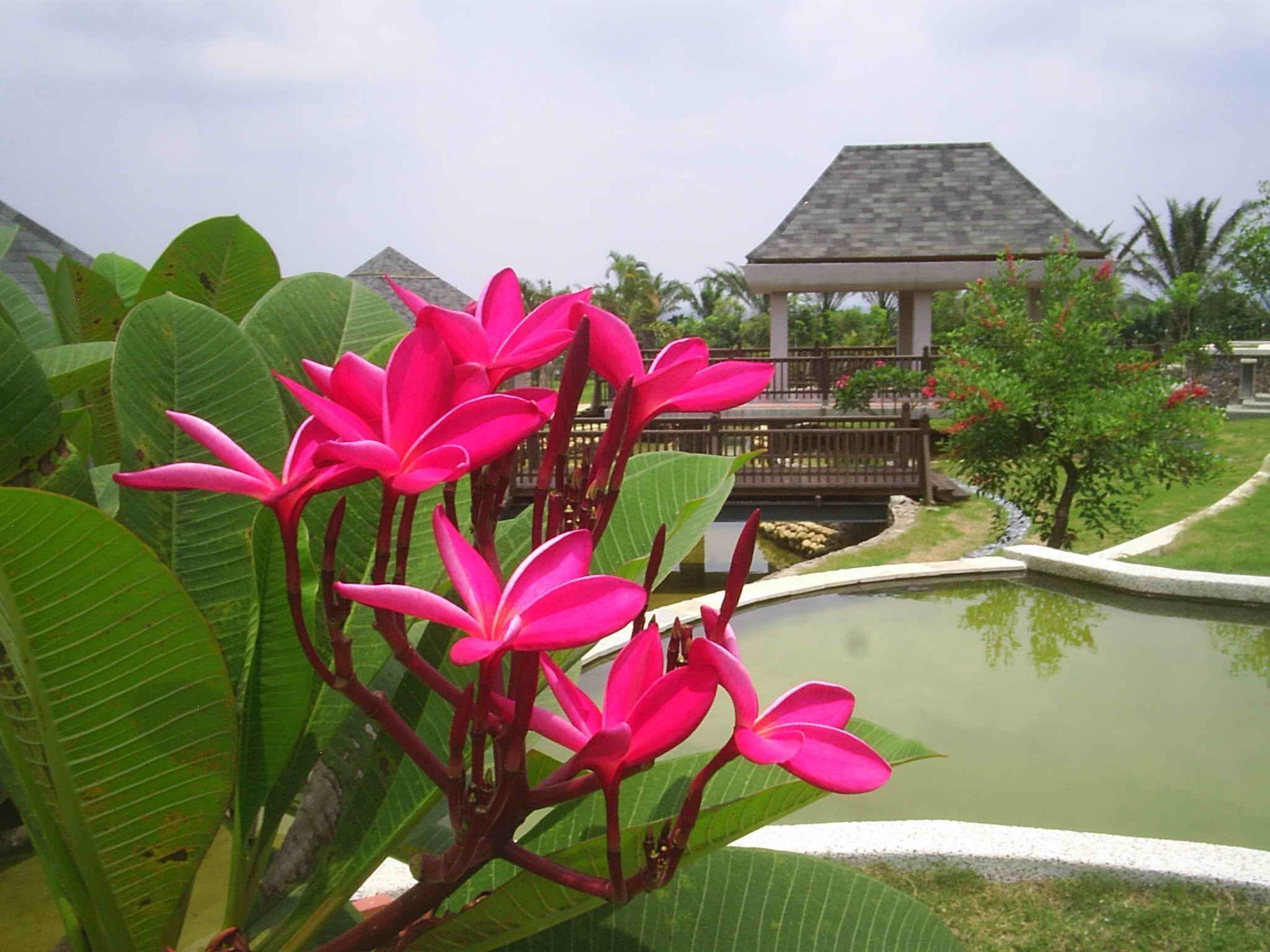 Цветы Франжипани Бали. Цветок Тайланда Плюмерия. Магнолия Бали. Магнолия Плюмерия. Цвет бали