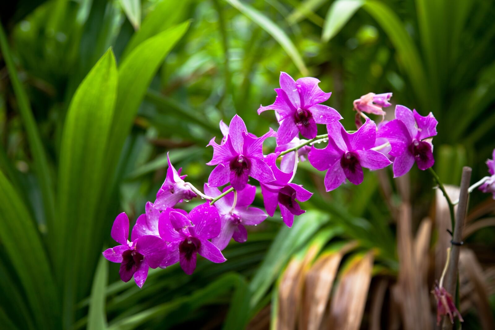 Фаленопсис Hawaii. Орхидея Каттлея Парадиз. Орхидея саммер леди. Орхидея Midsummer.