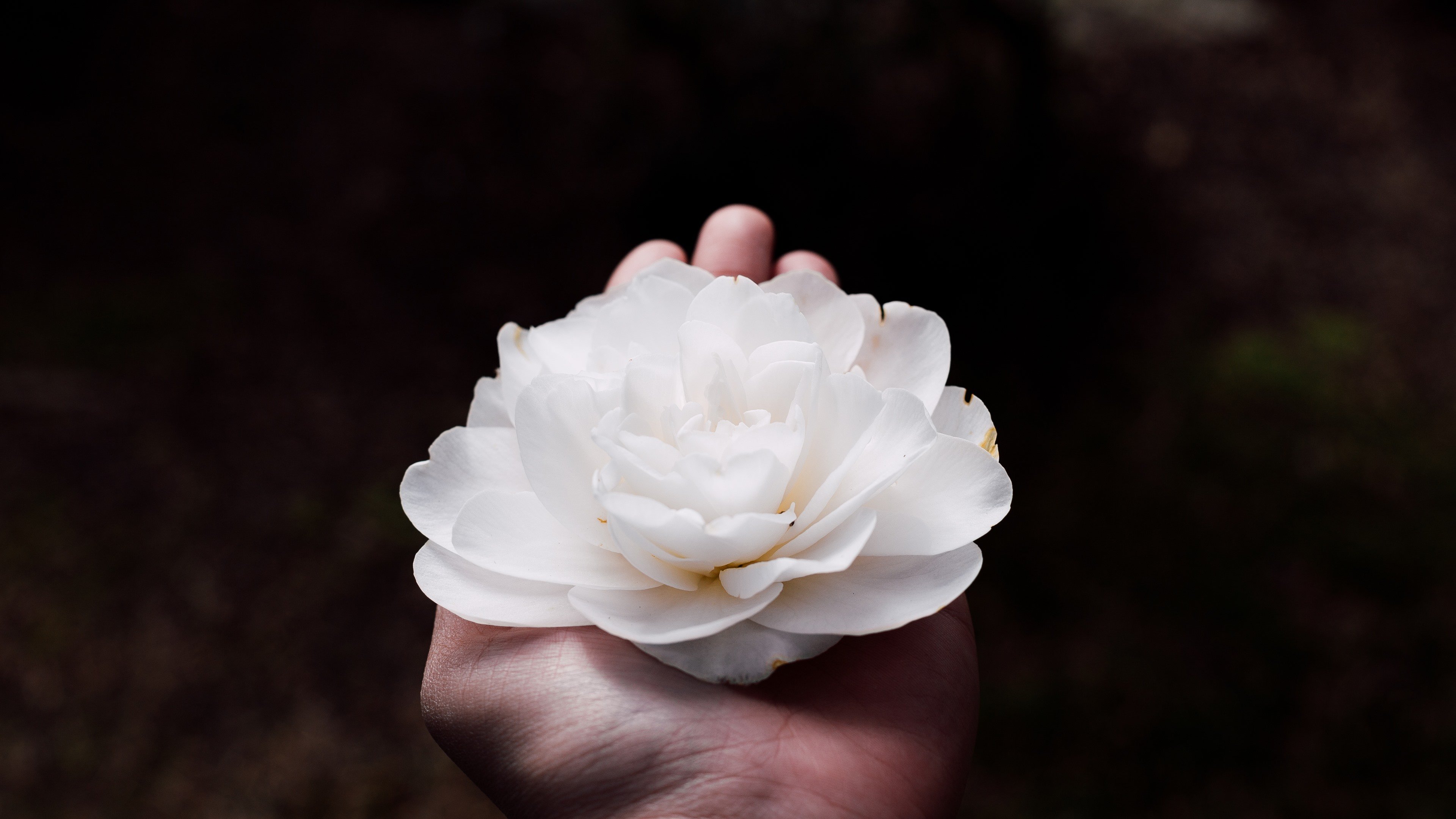 Белый цветок в ладонях. Белые цветы. Белые цветы в руках. Белые розы в руках