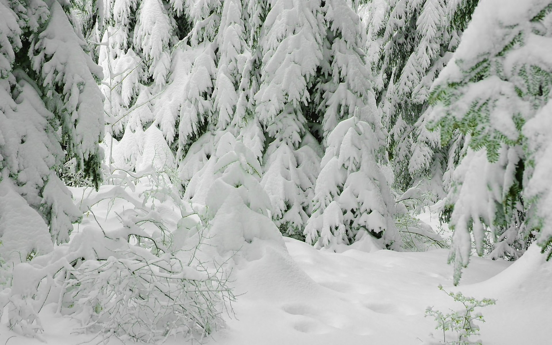 Засыпаны снегом ели. Зимний лес. Лес в снегу. Снежный лес. Сказочный зимний лес.