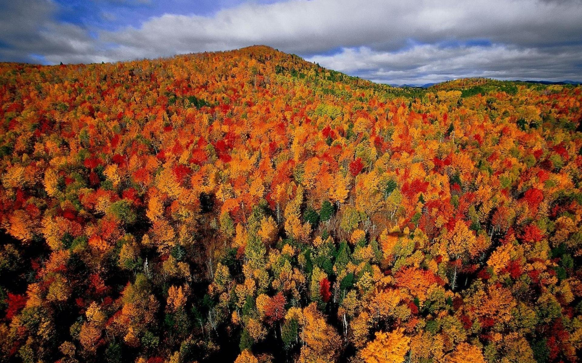 Виды осеннего леса. Лес Квебек Канада. Широколиственные леса Канада. Клен Канада леса. Осень в Канаде.