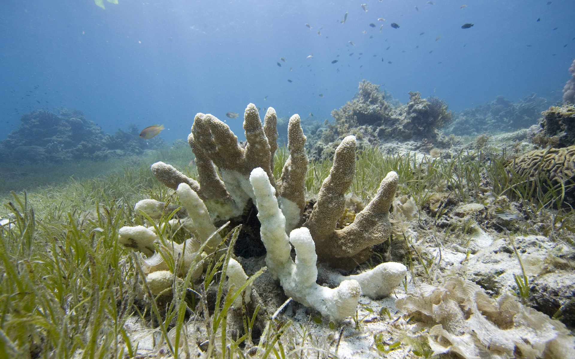 Водоросли кораллы. Морские растения. Морские кораллы. Подводный мир кораллы. Подводные водоросли.