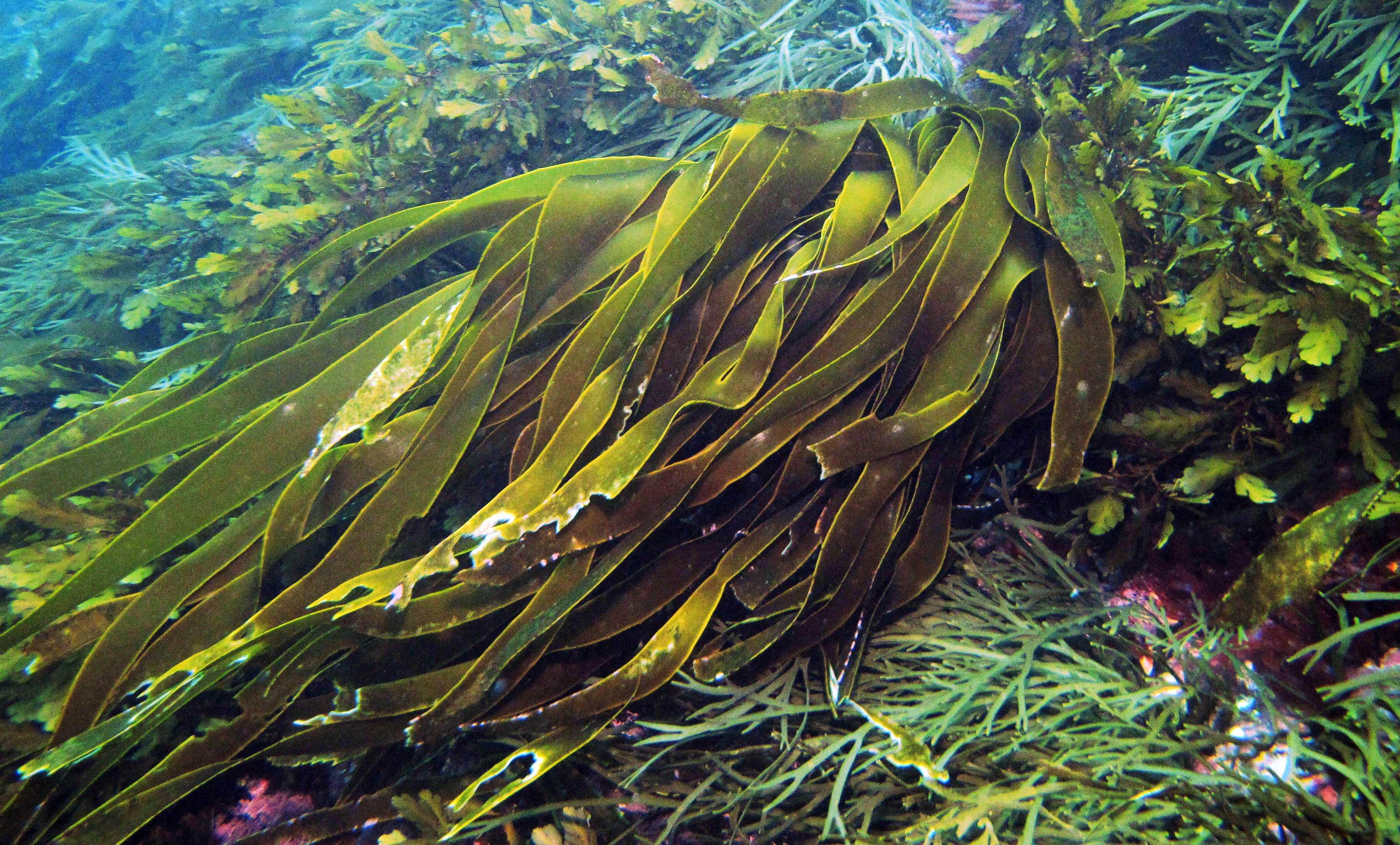 Ламинария это бурая водоросль. Бурые водоросли ламинария. Морская капуста ламинария. Ламинария сахаристая. Ламинария дигитата.
