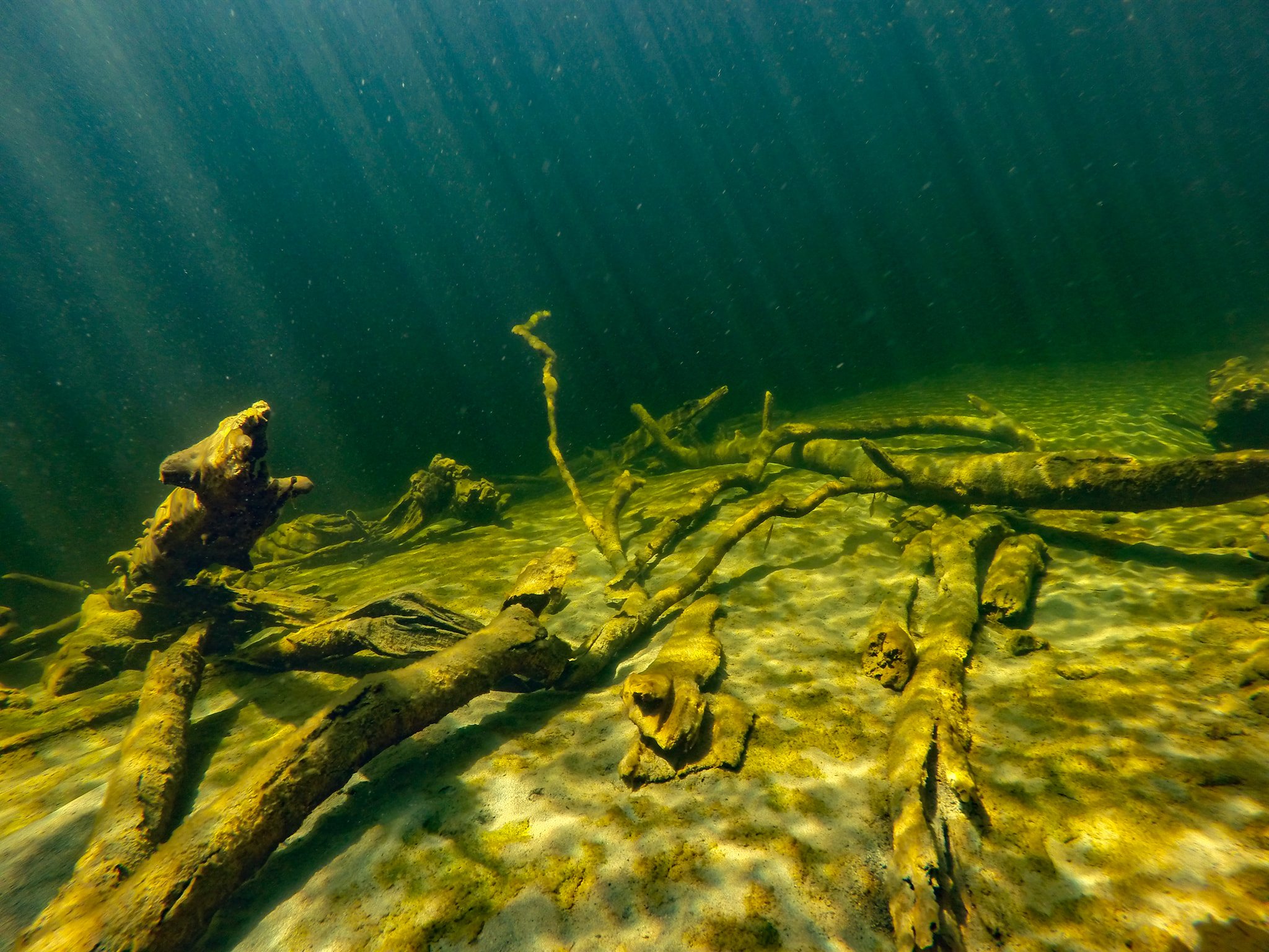 Подводная река в Сенот Ангелита Мексика. Лес мертвецов Телецкое озеро. Дно Телецкого озера лес мертвецов. Речное дно.