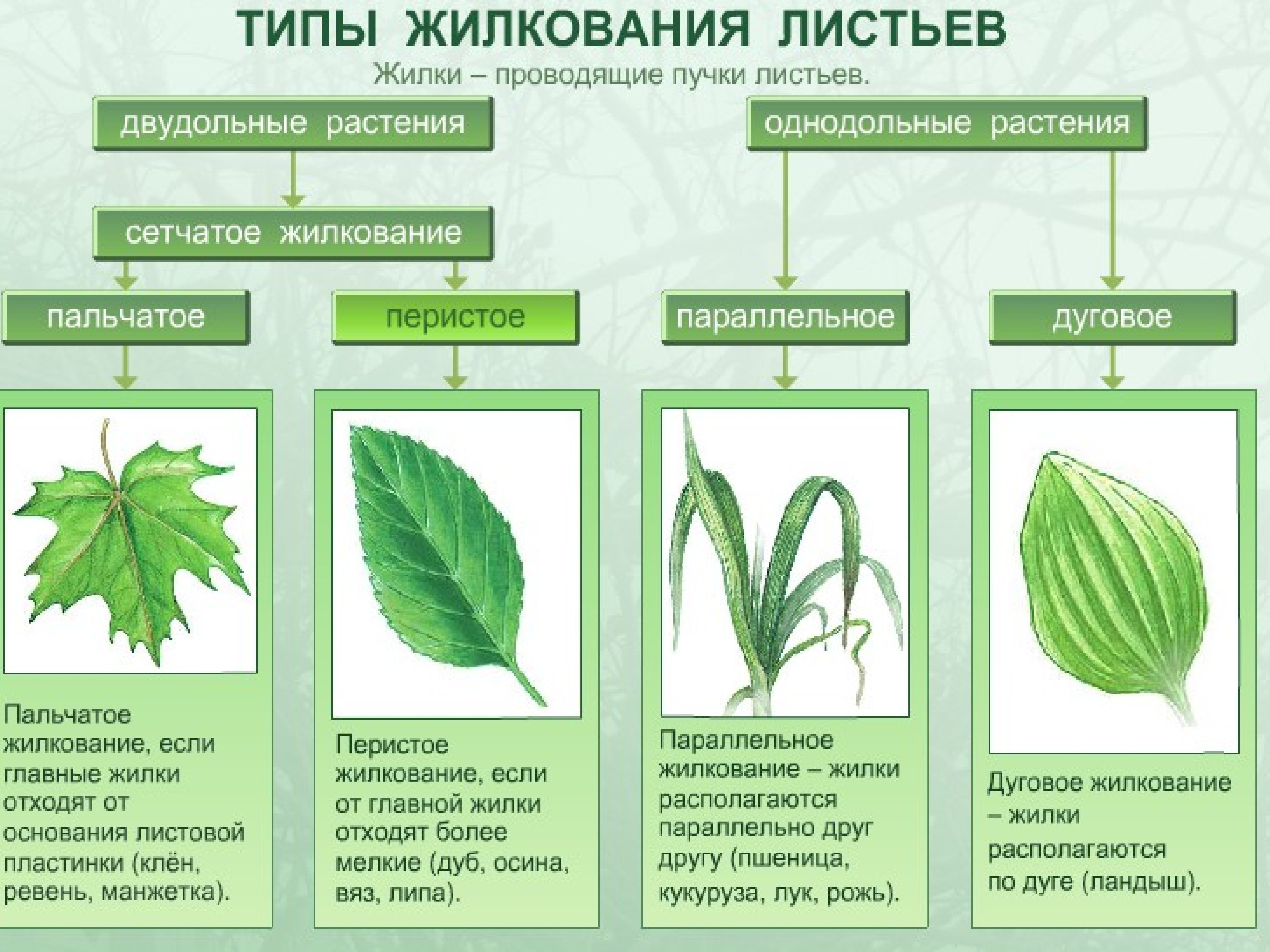 Насколько листья. Типы жилкования листа. Типы жилкования листьев. Перистое и пальчатое жилкование. Биология типы жилкования листа,.