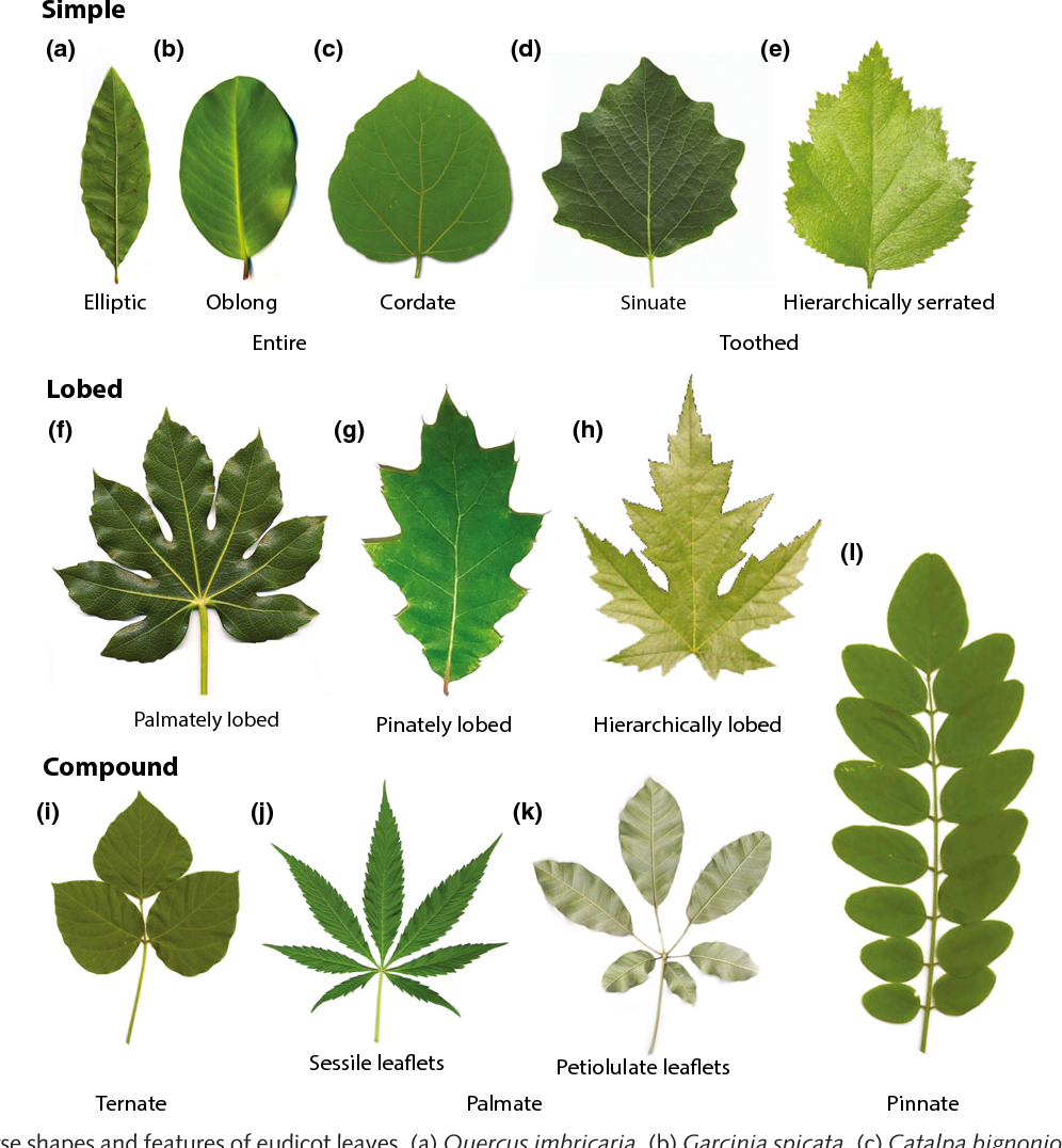 Как отличить листья