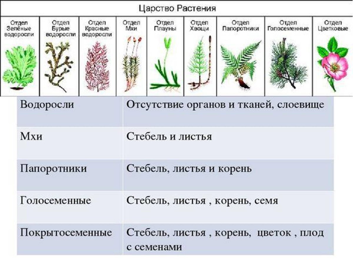 У большинства есть листья. Признаки отделов царства растений. Отделы царства растений 7 класс биология. Царство растения отдел цветковые. Отделы растений 7 класс биология.