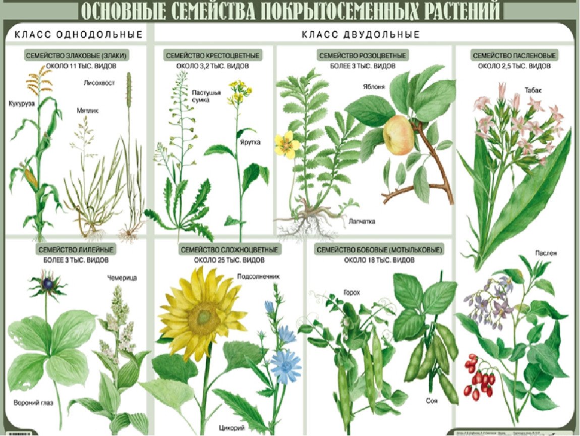Семейства растений таблица. Таблица по семействам растений.