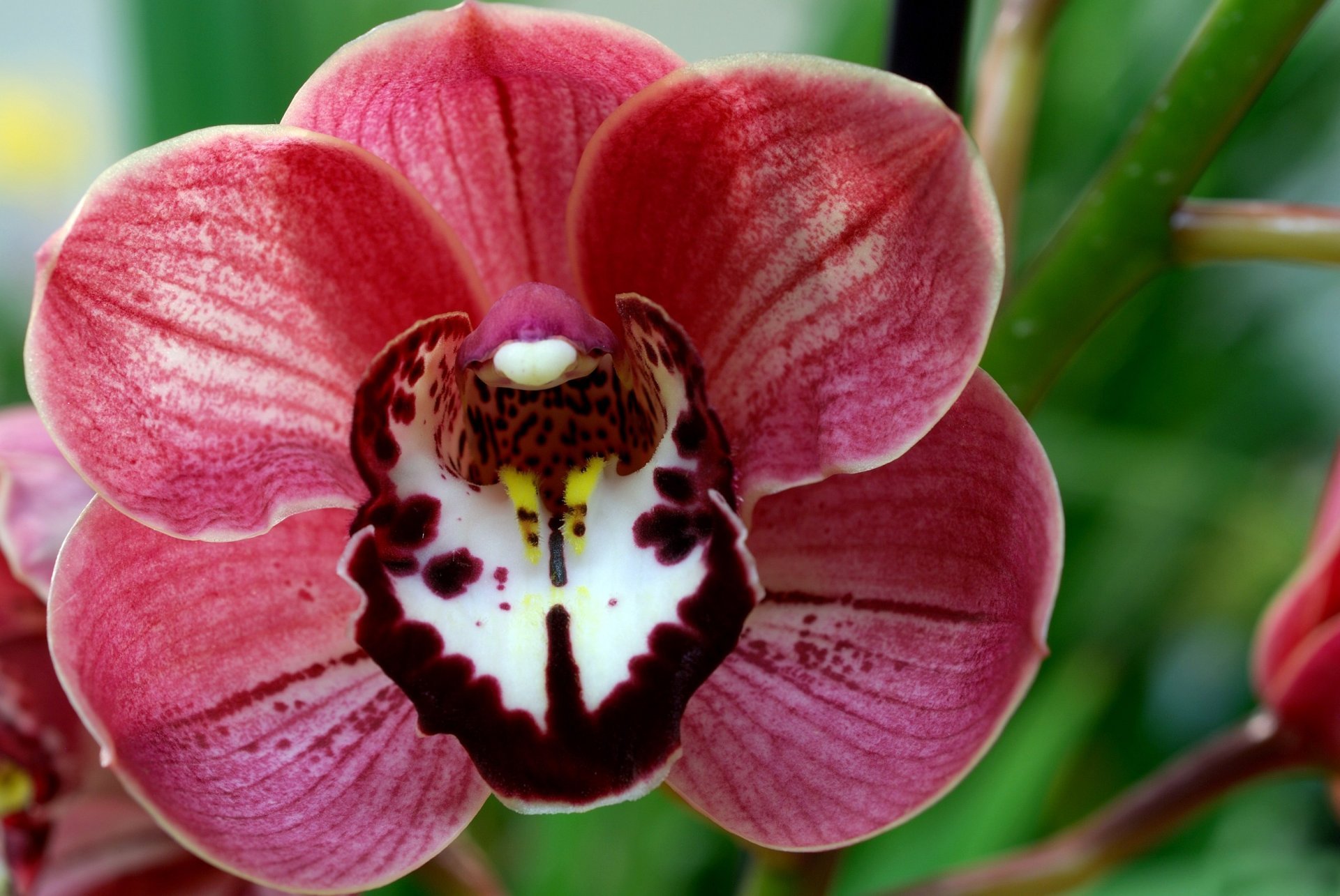 Flowers orchids. Фаленопсис Алтея. Камелионе Орхидс. Орхидея фаленопсис Вишневая.