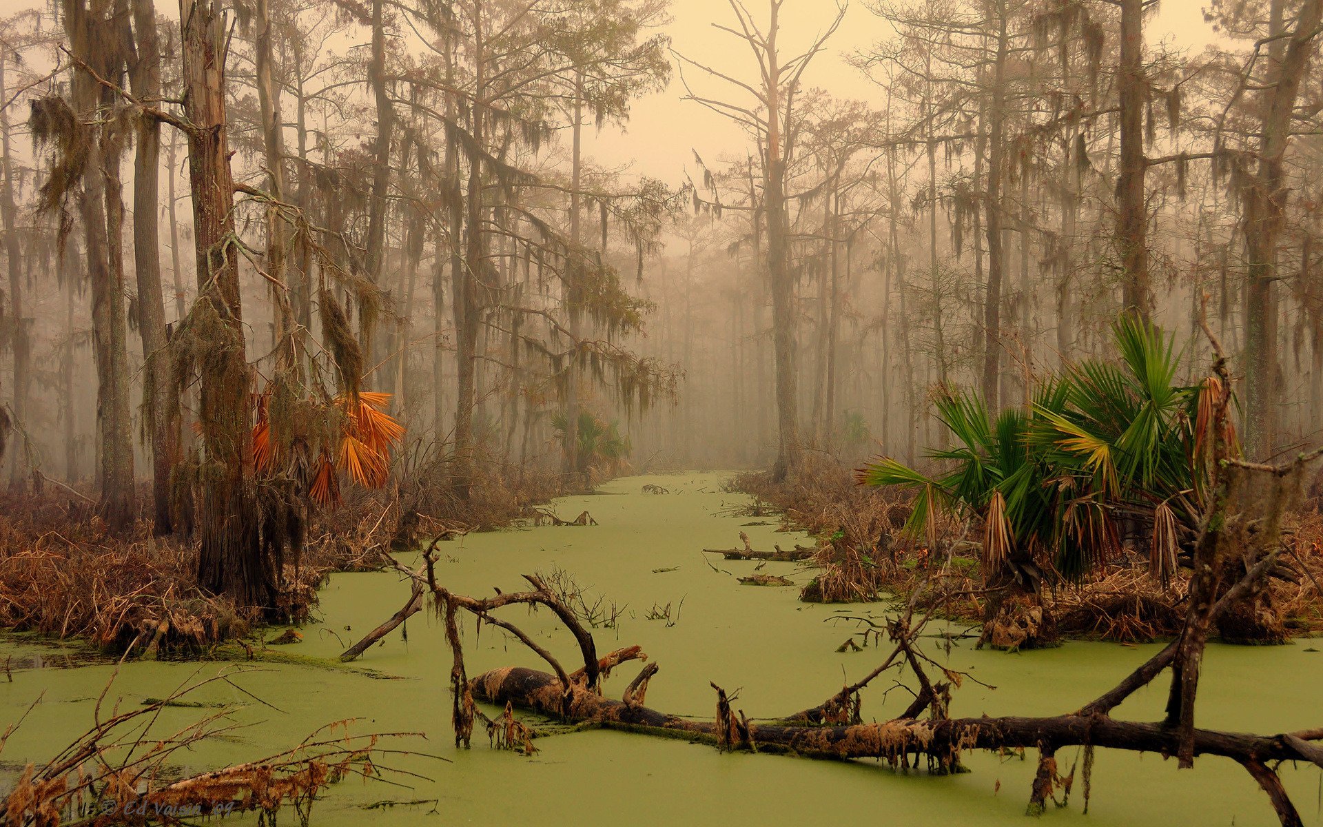 Болотная земля. Луизиана болото Манчак. Болото Манчак призраки. Болота Манчак, штат Луизиана, США. Штат Луизиана пейзажи.