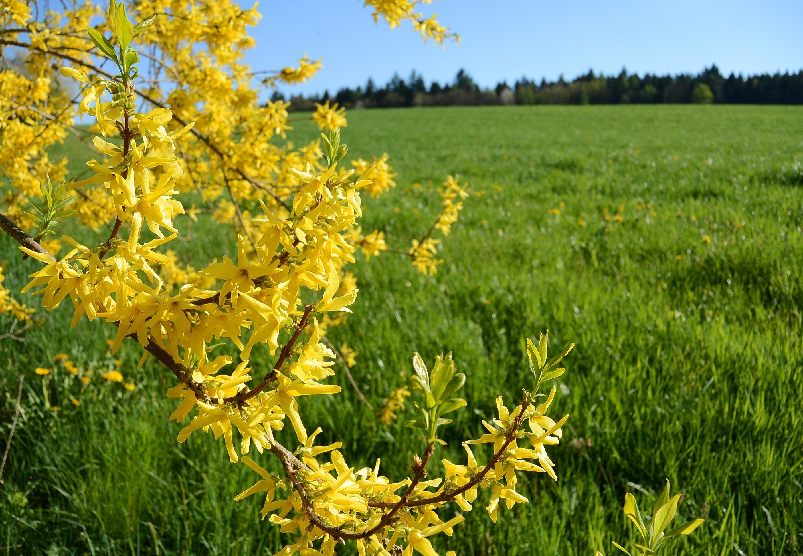 Кусты цветут желтыми цветами весной название. Форзиция и сирень. Форзиция "Spring Glory". Форзиция желтая желтая форзиция. Форзиция Золотая.