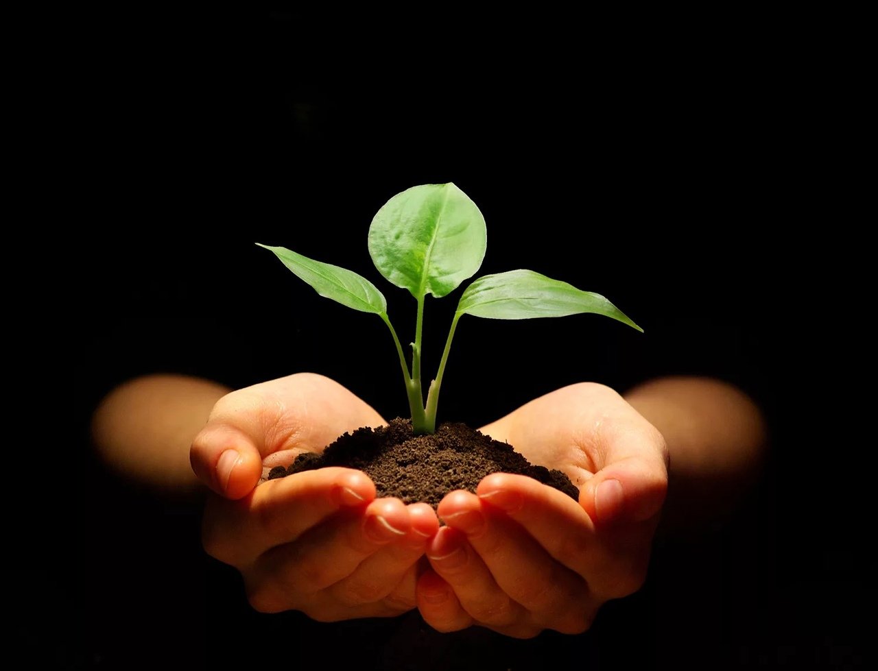 Вырос росточек. Растение в руках. Зеленый Росток в руках. Растение в ладонях. Земля с растением в руках.