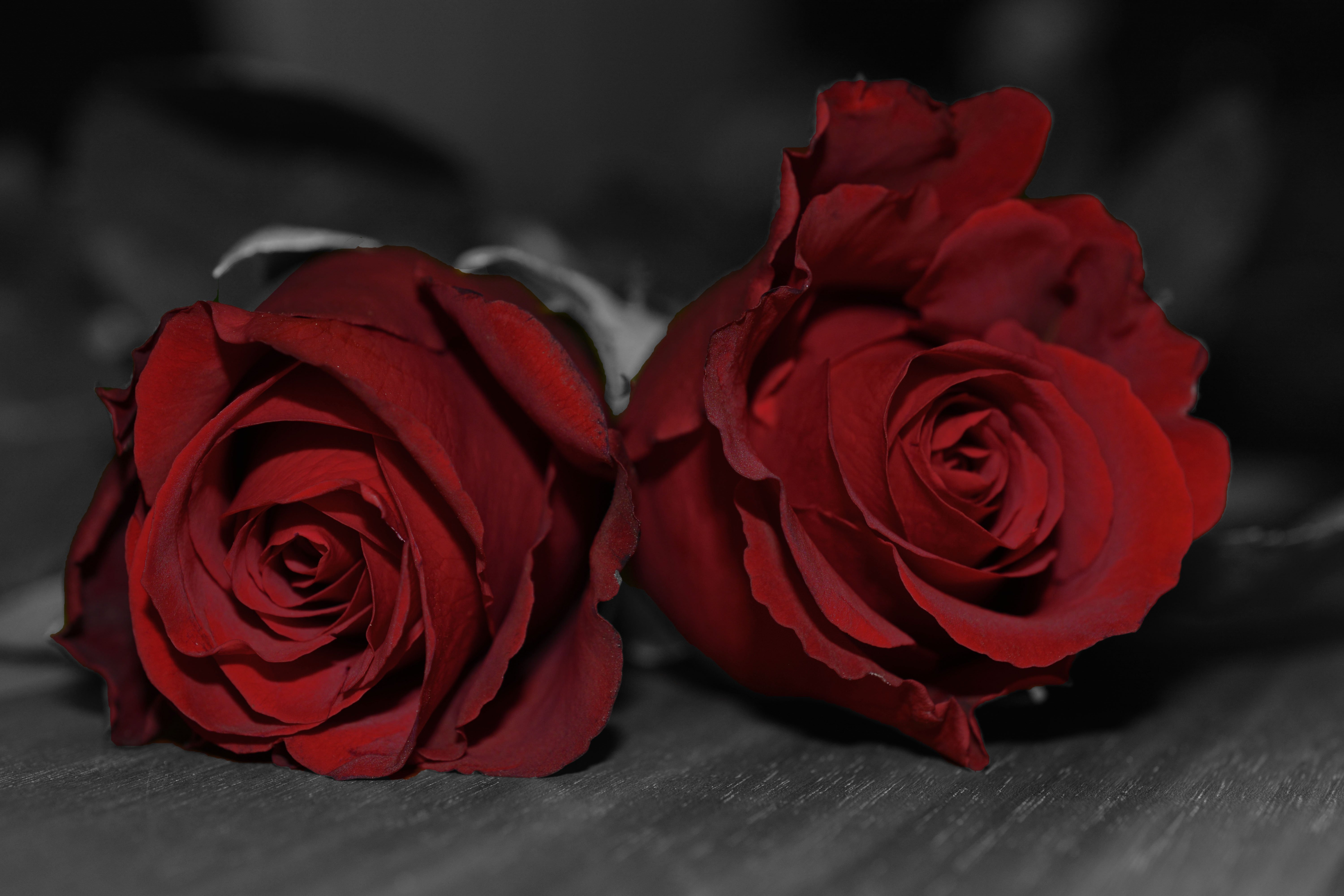 Розы ред дарк. Темные розы. Красно бордовые розы.