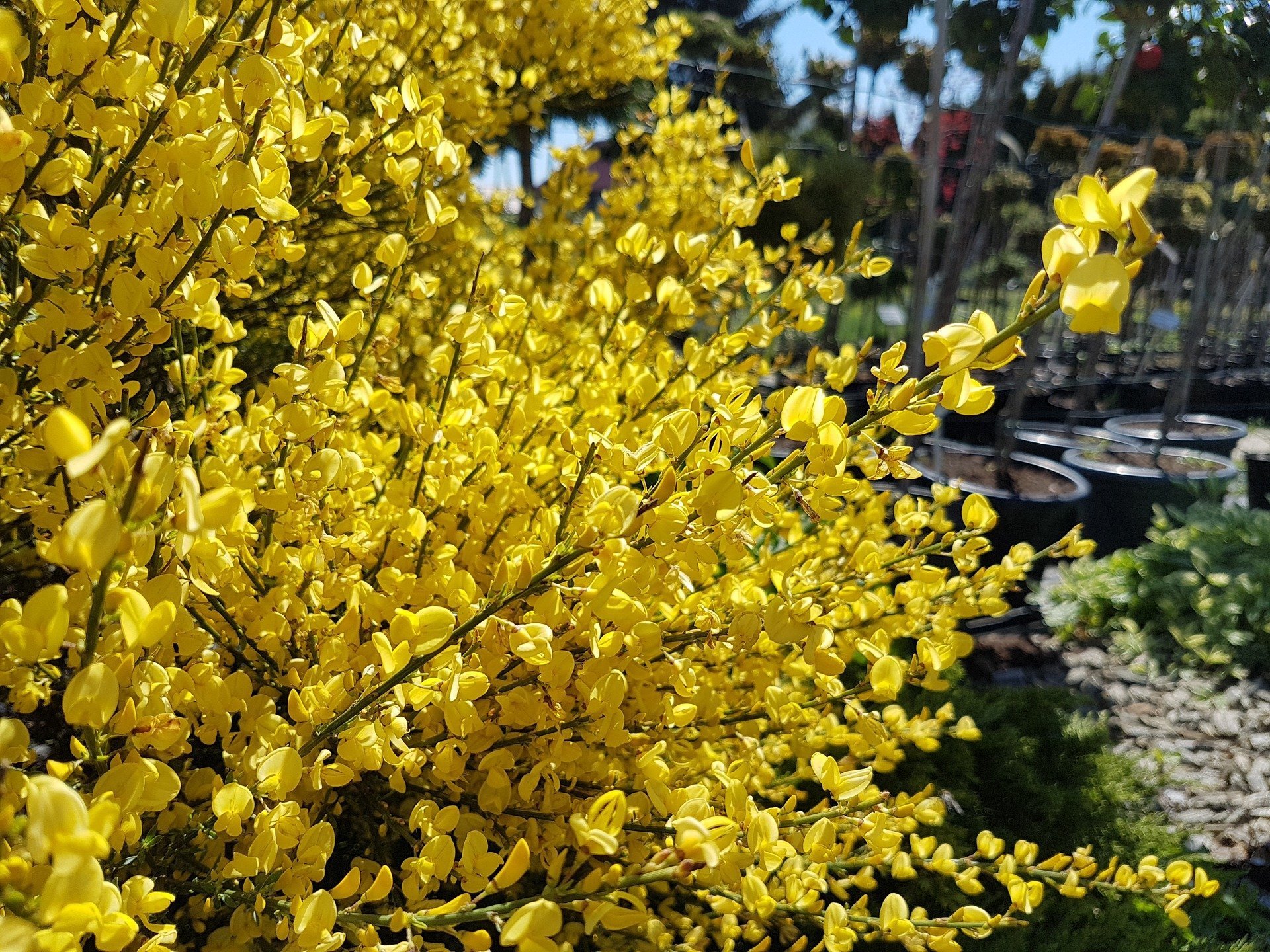 Кустарник с желтыми цветами весной название. Форзиция и Сакура. Желтый кустарник форзиция. Гретта кустарник желтый.
