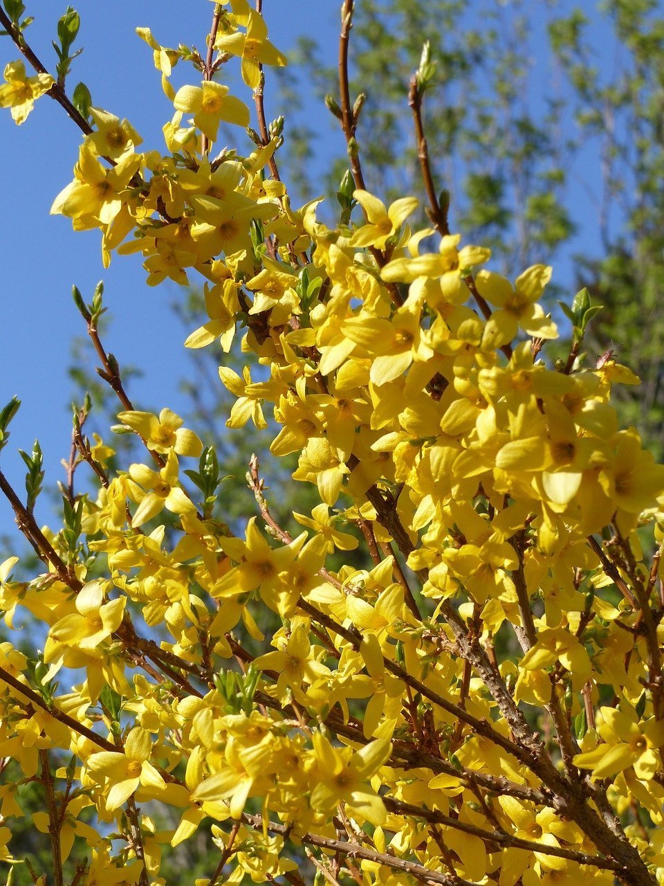 Желтый кустарник название цветущий весной фото. Буш кустарник желтый. Миндаль желтый кустарник. Форзиция желтая миндаль. Раноцветущие кустарники Крыма.