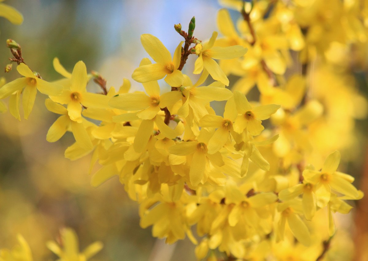 Кусты цветут весной желтым цветом. Форзиция (форсайтия). Форзиция джиральда. Желтый кустарник форзиция. Форзиция европейская.