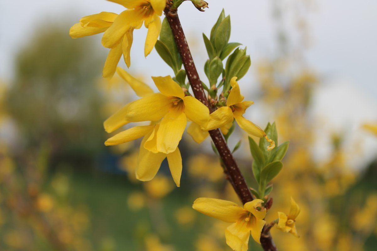 Куст цветет желтыми цветами ранней весной