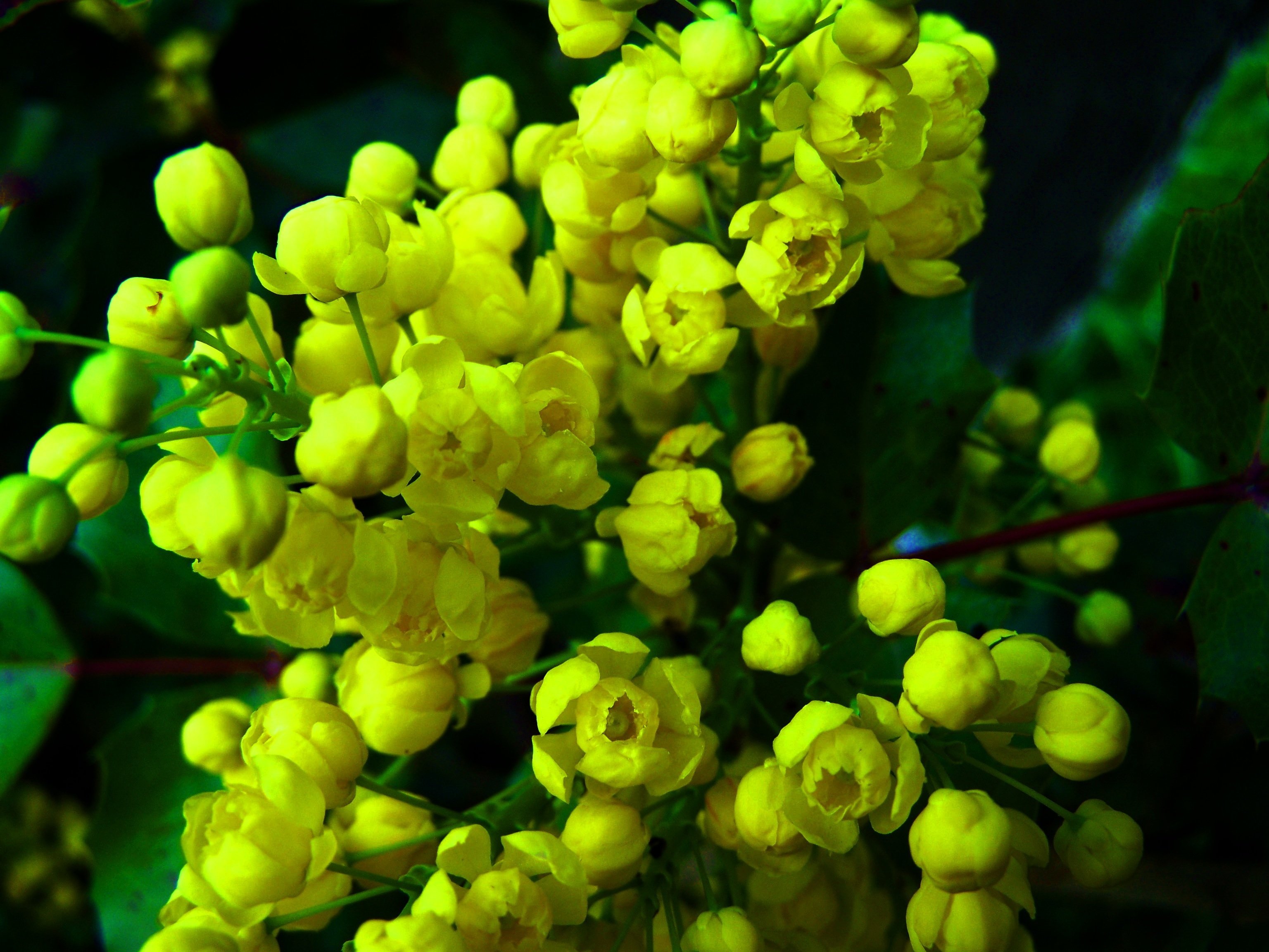 Барбарис цветет желтыми цветами. Цветок Магония. Барбарис кустарник желтые цветы. Барбарис желтые цветы.