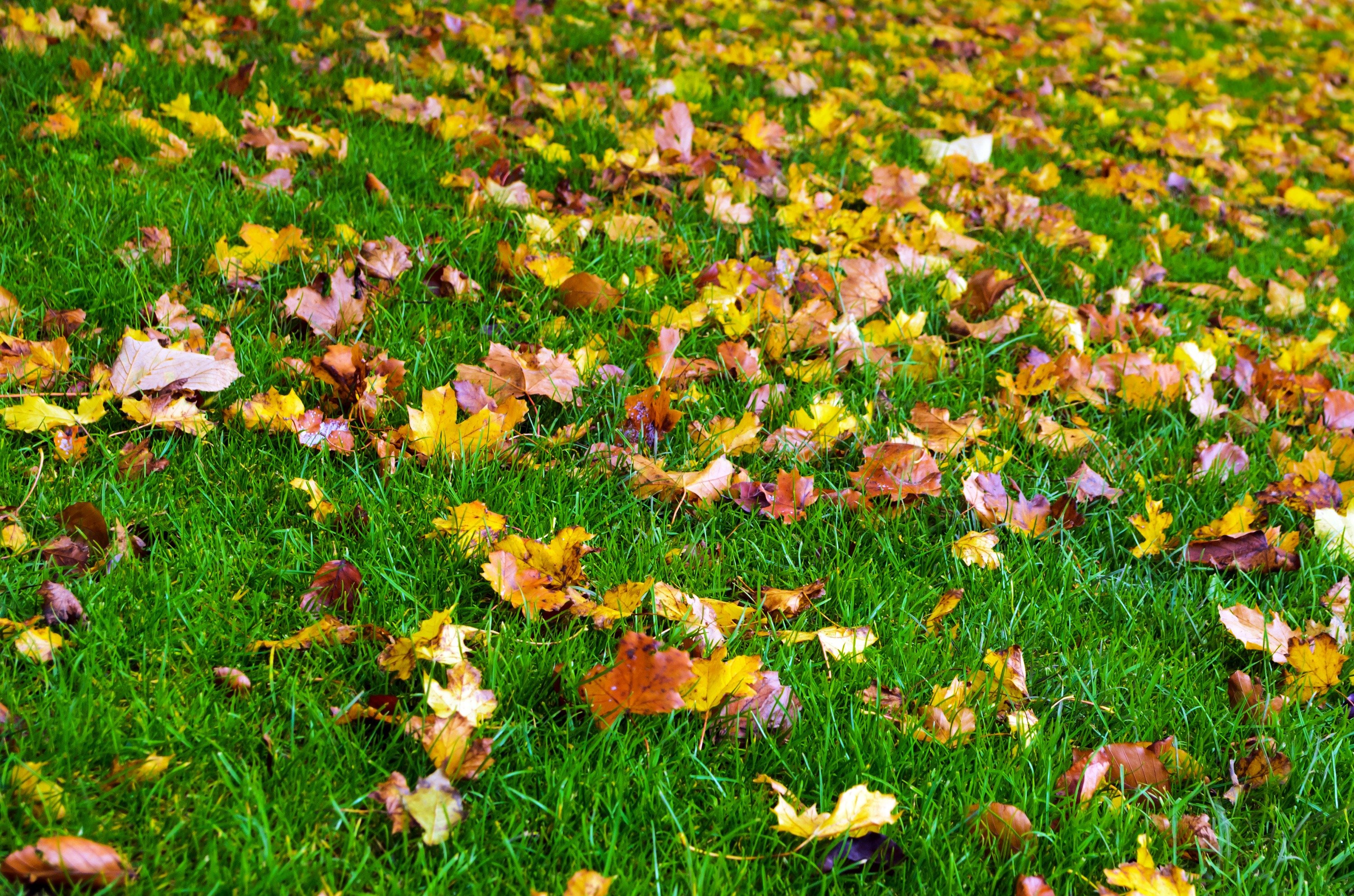 Осенняя Поляна. Осенняя трава. Поляна с осенними листьями. Осенний газон. Хлопков осень