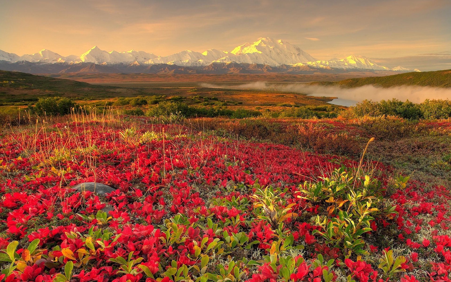 Flora of russia. Национальный парк Аляска цветы. Чукотка тундра цветет.