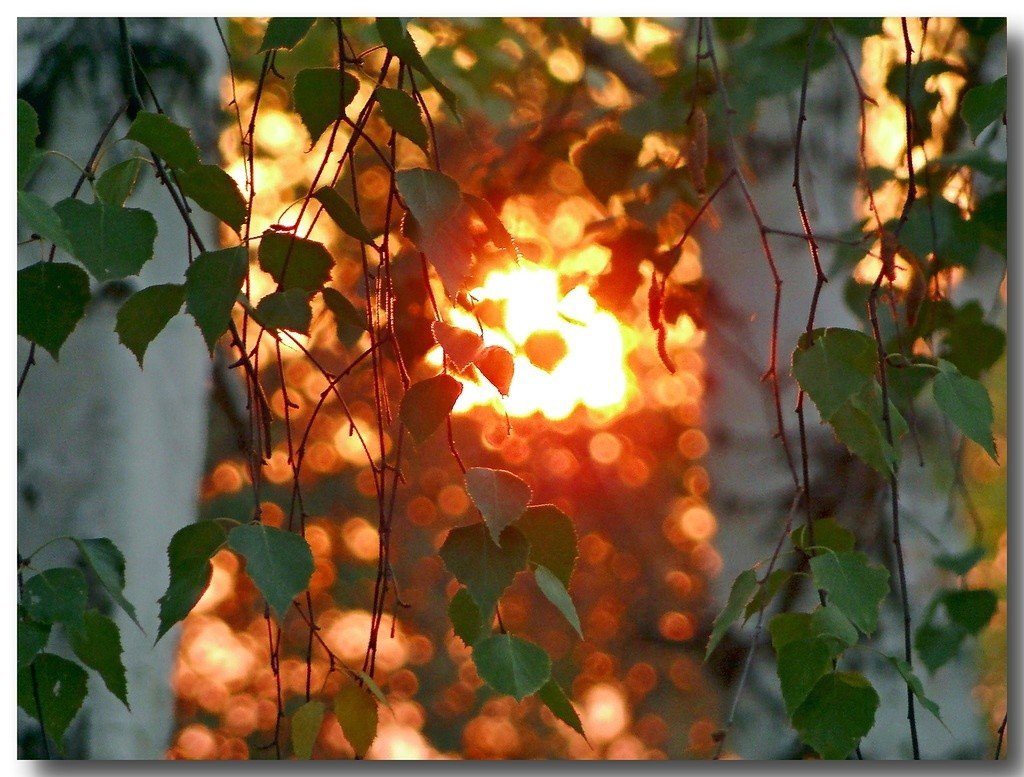 Пахнет летним вечером. Солнце сквозь листву. Листва на солнце. Осень солнце. Листья в лучах солнца.