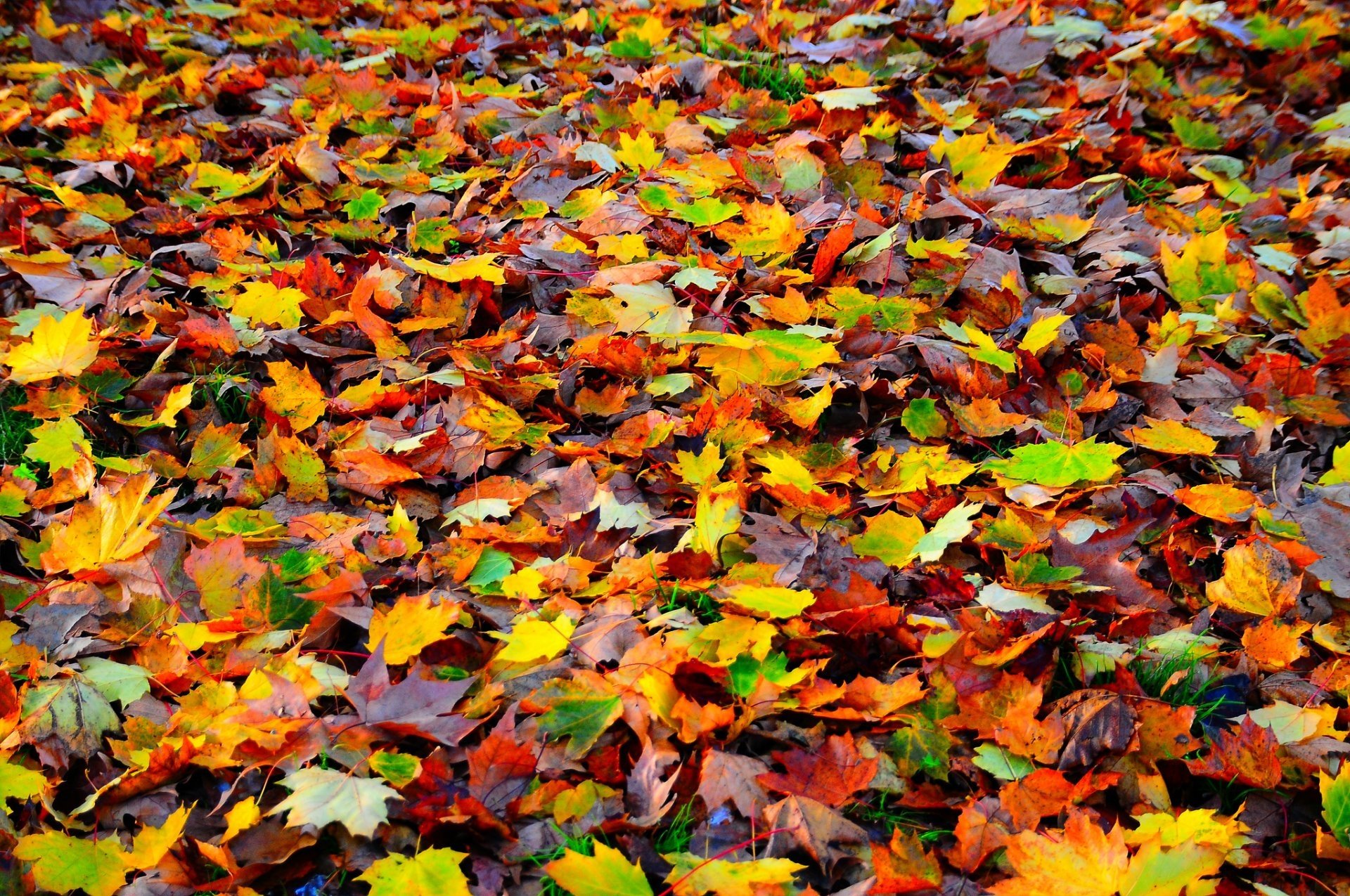 Осенняя листва. Разноцветные листья. Разноцветный ковер из листьев. Осенний ковер. Он приятно для глаз пестреет своими садами