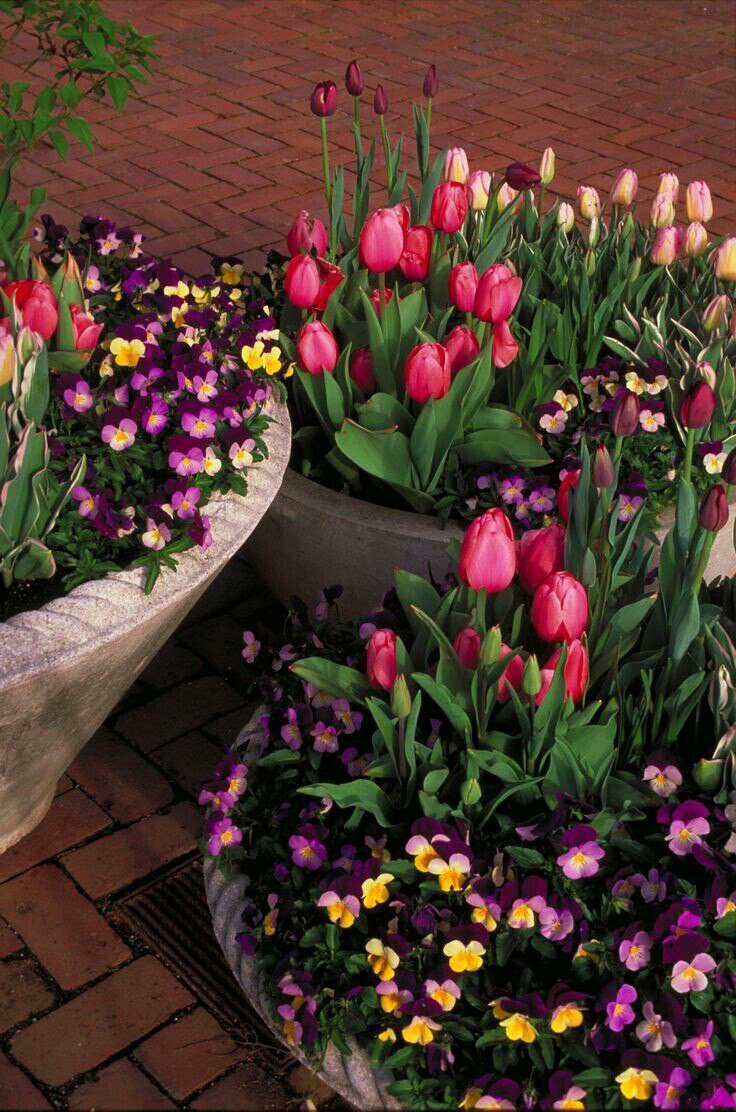Можно сажать тюльпаны в горшке. Клумба рабатка тюльпан Лилия. Тюльпаны в вазонах в саду. Клумба с тюльпанами. Красивые клумбы с тюльпанами.