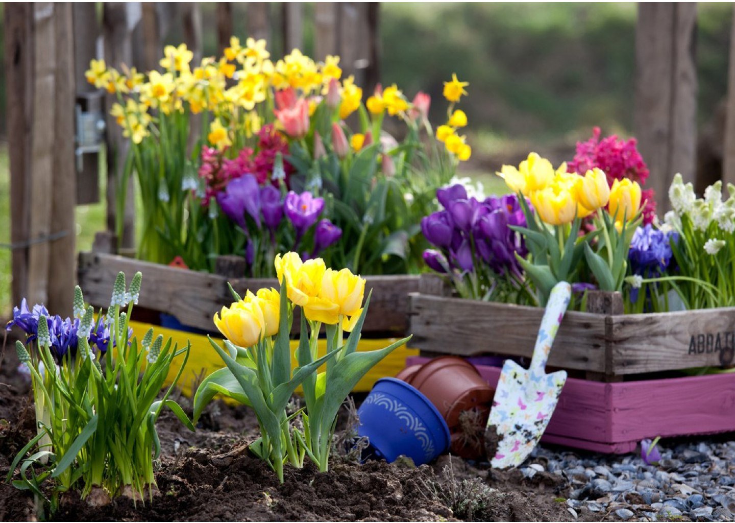 Можно посадить тюльпаны в марте. Ирисы луковичные выгонка. Луковичные крокусы. Луковичные растения тюльпаны. Нарциссы первоцветы луковичные.