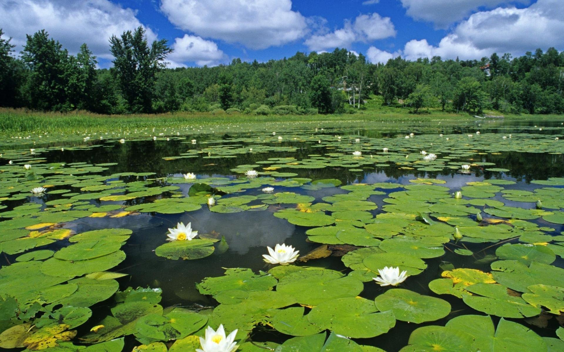 Пресноводные реки и озера. Озеро Селигер кувшинки. Растительность озера Селигер. Водокрас, Лотос водные растения.
