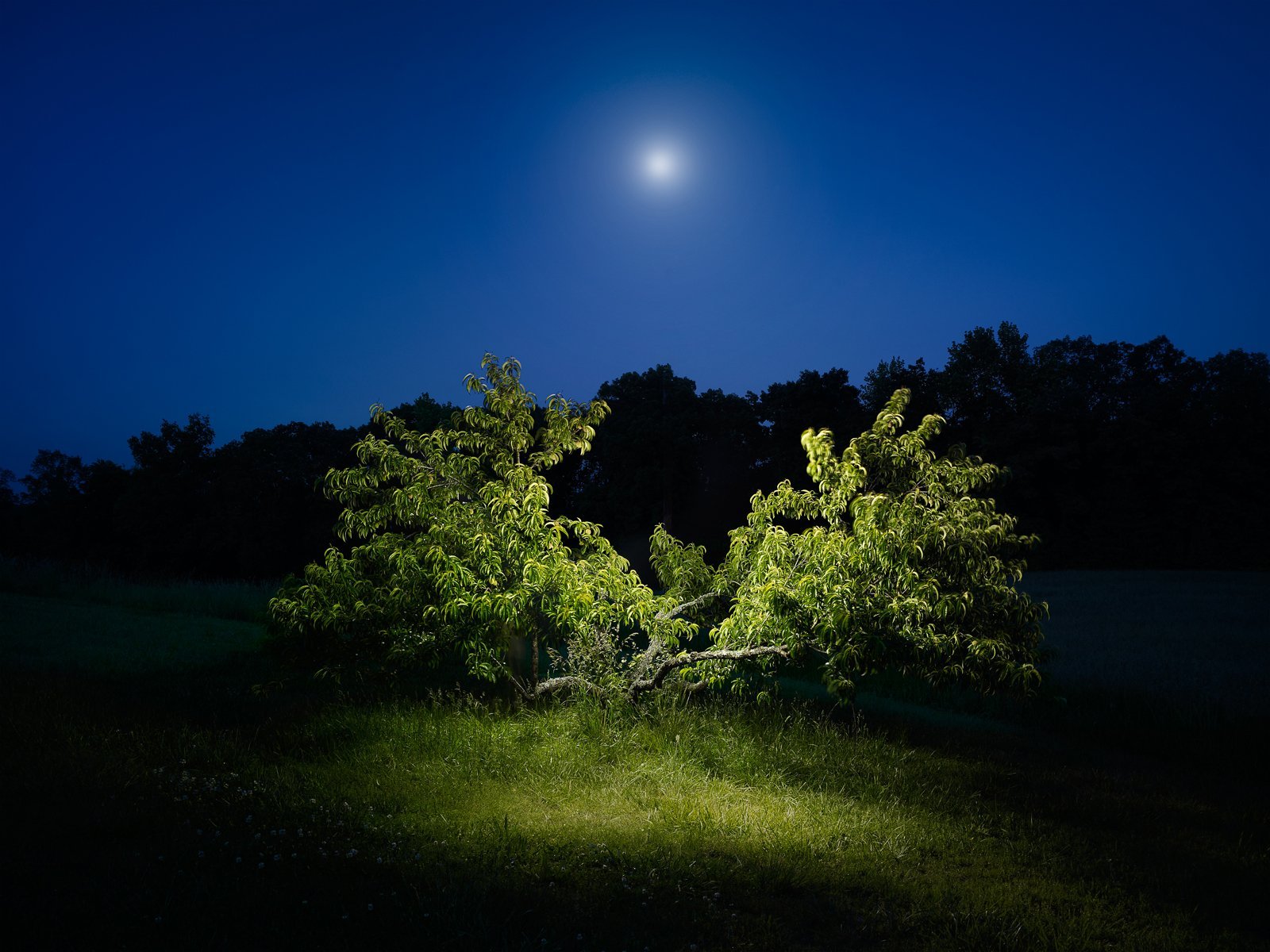 Тихого свет луны. Летняя ночь. Поляна в лесу ночью. Поляна ночью. Ночной лес.