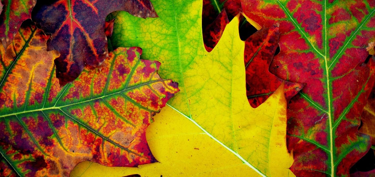 Пигменты листьев осенью. Изменение окраски листьев. Пигменты в листьях деревьев. Изменение окраски листьев растений. Изменения цвета листьев