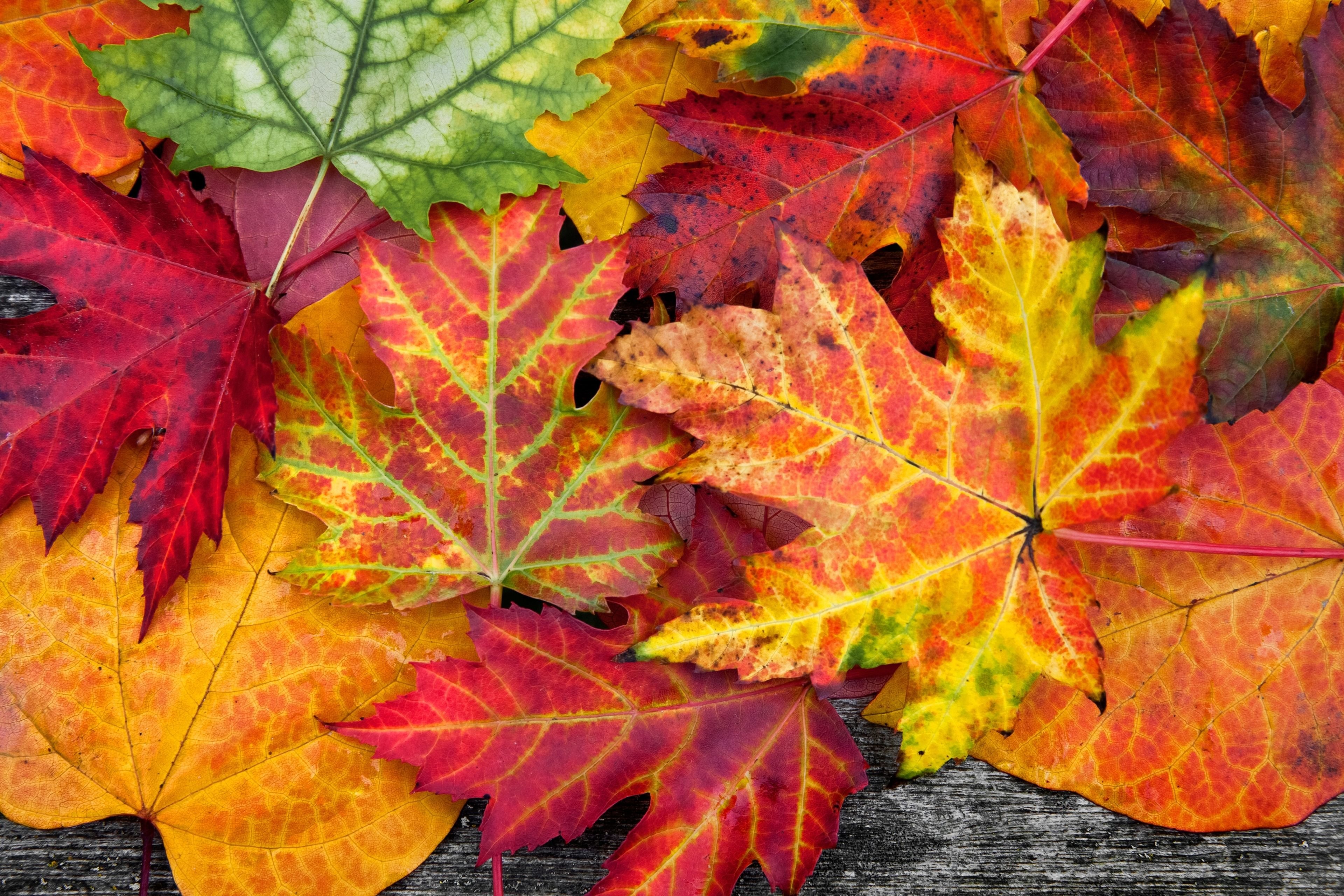 Изменения цвета листьев. Осенний кленовый лист. Осень листья. Осенний Лис. Разноцветные листья.