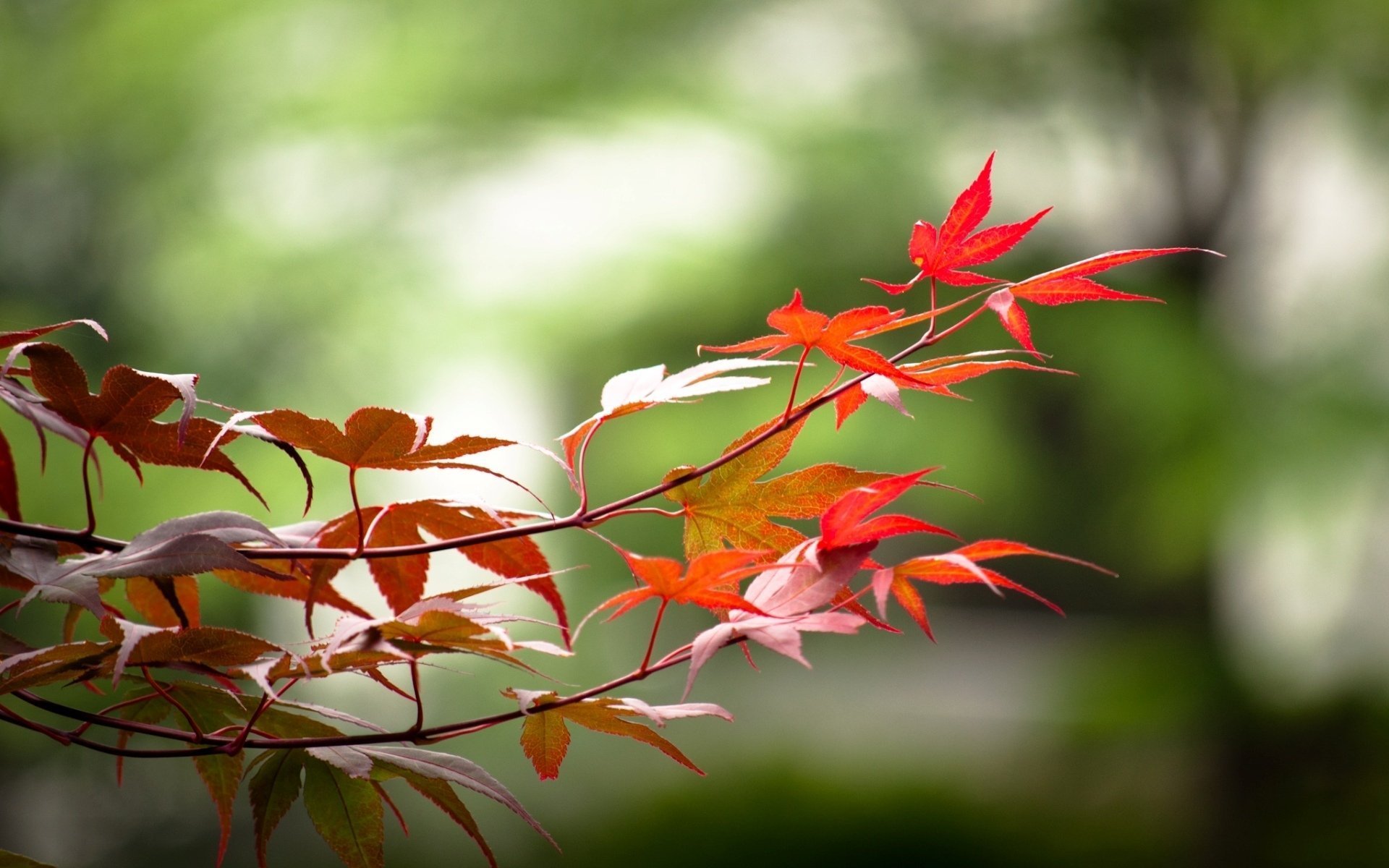 Осенняя ветка. Растения осенью. Красивая осень. Осень листья. Осенние цветы природа