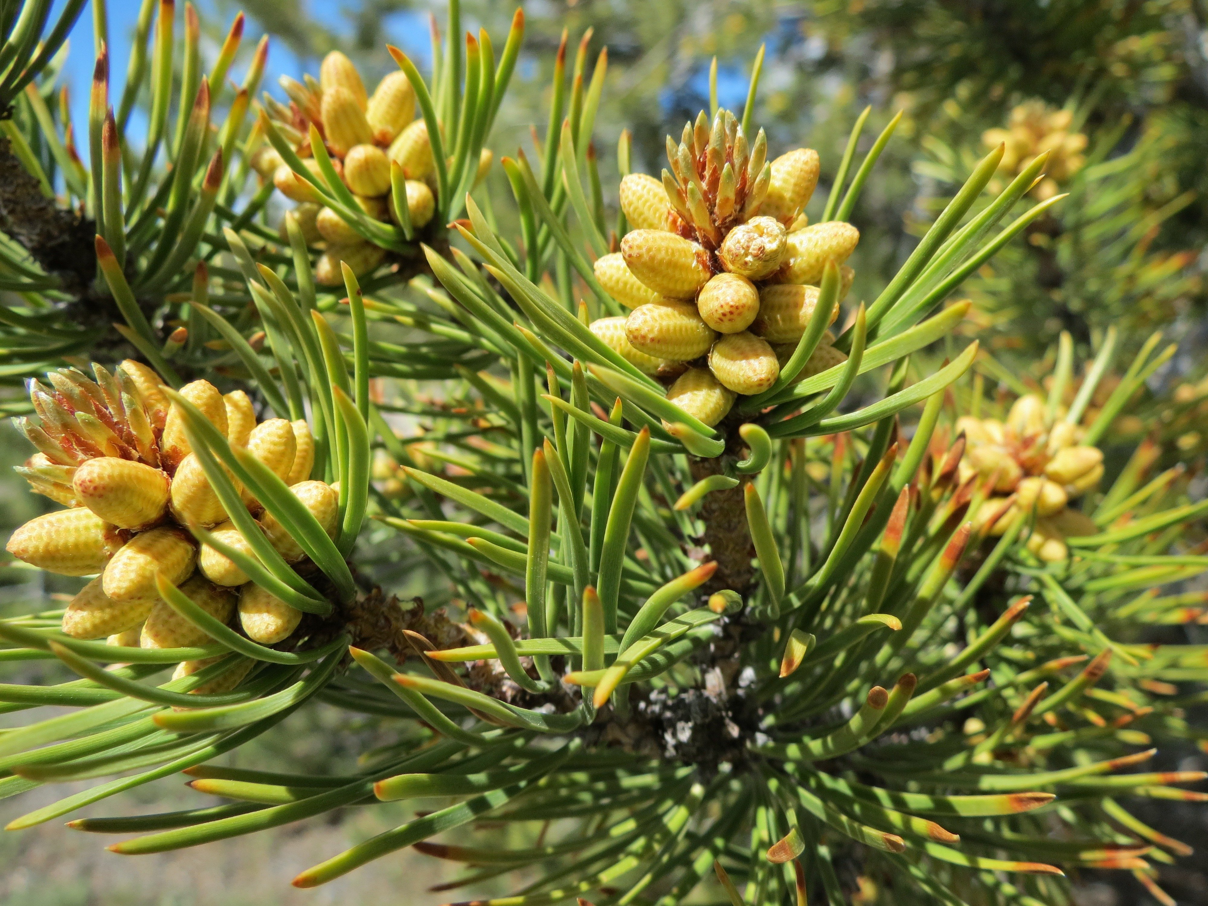 Хвойные пыльца. Сосна Ма́ссона (Pinus massoniana). Лиственницы, сосны (Pinus Sylvestris). Сосна Алеппская шишки. Микростробилы хвойника.