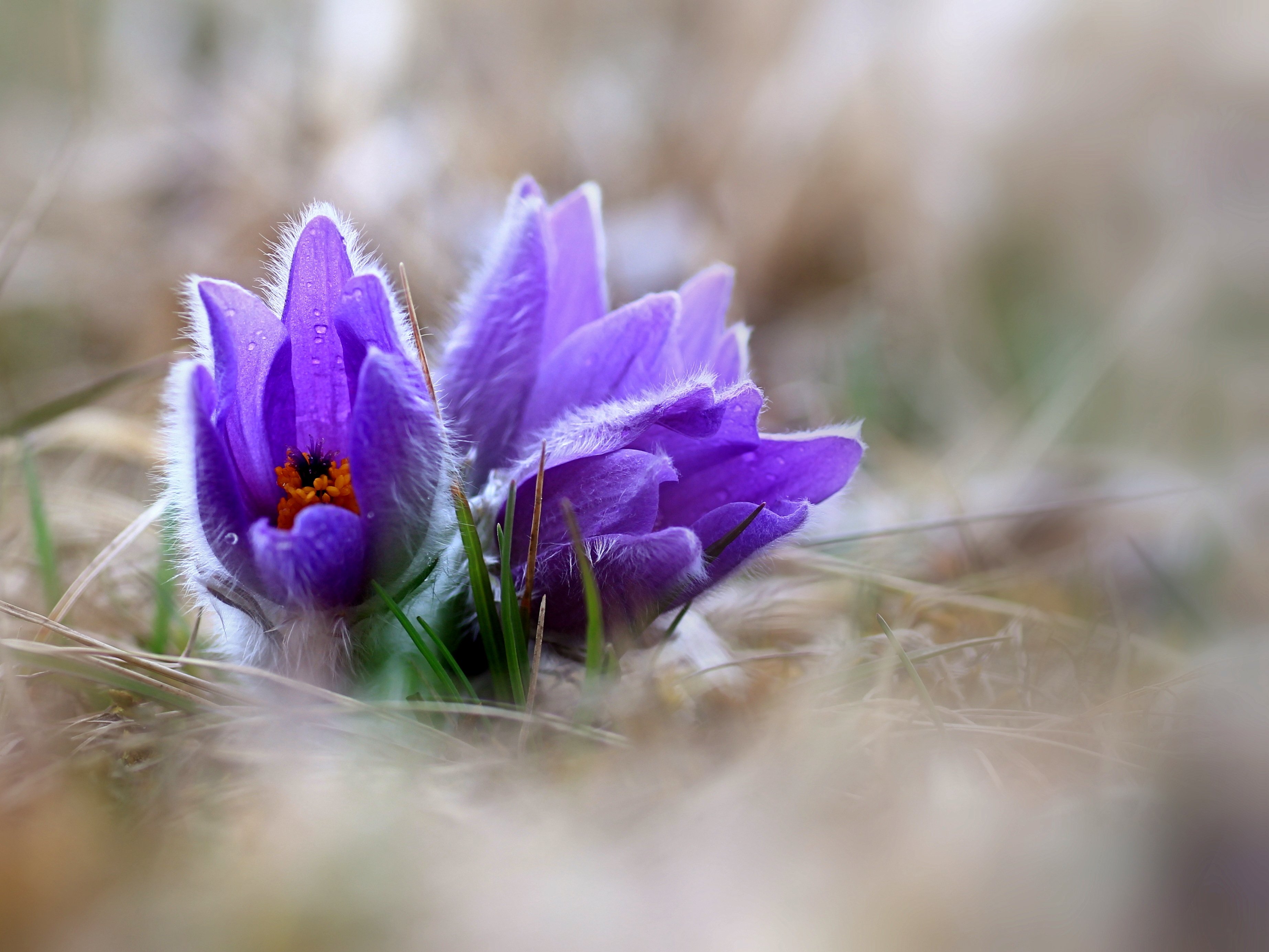 Фиолетовые цветочки весной. Подснежник Сибирский прострел. Пролеска Крокус Галантус. Сибирские подснежники сон трава. Прострел весенний.