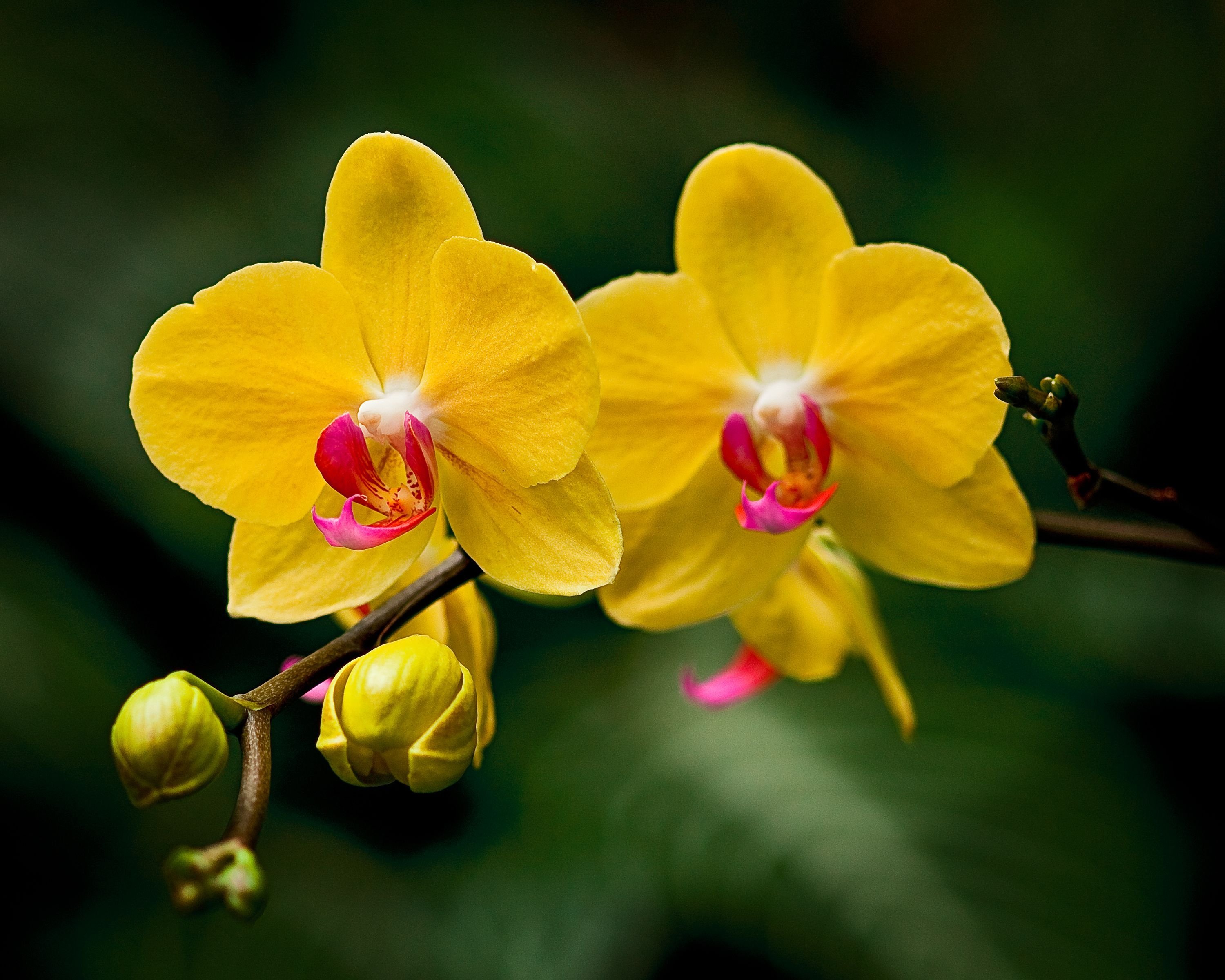 Красно желтая орхидея. Фаленопсис Yellow Kizz. Фаленопсис Аполлон жёлтый. Фаленопсис Еллоу Коу. Фаленопсис Еллоу Амбрелла.
